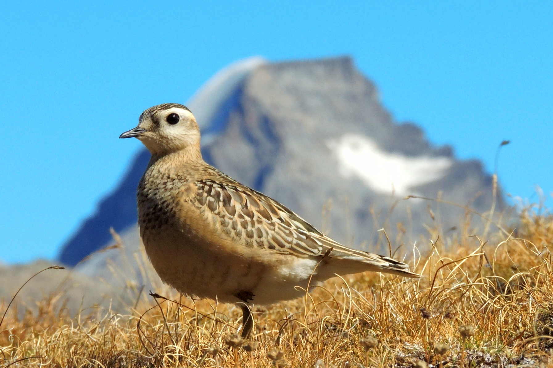 Piviere Dotterel