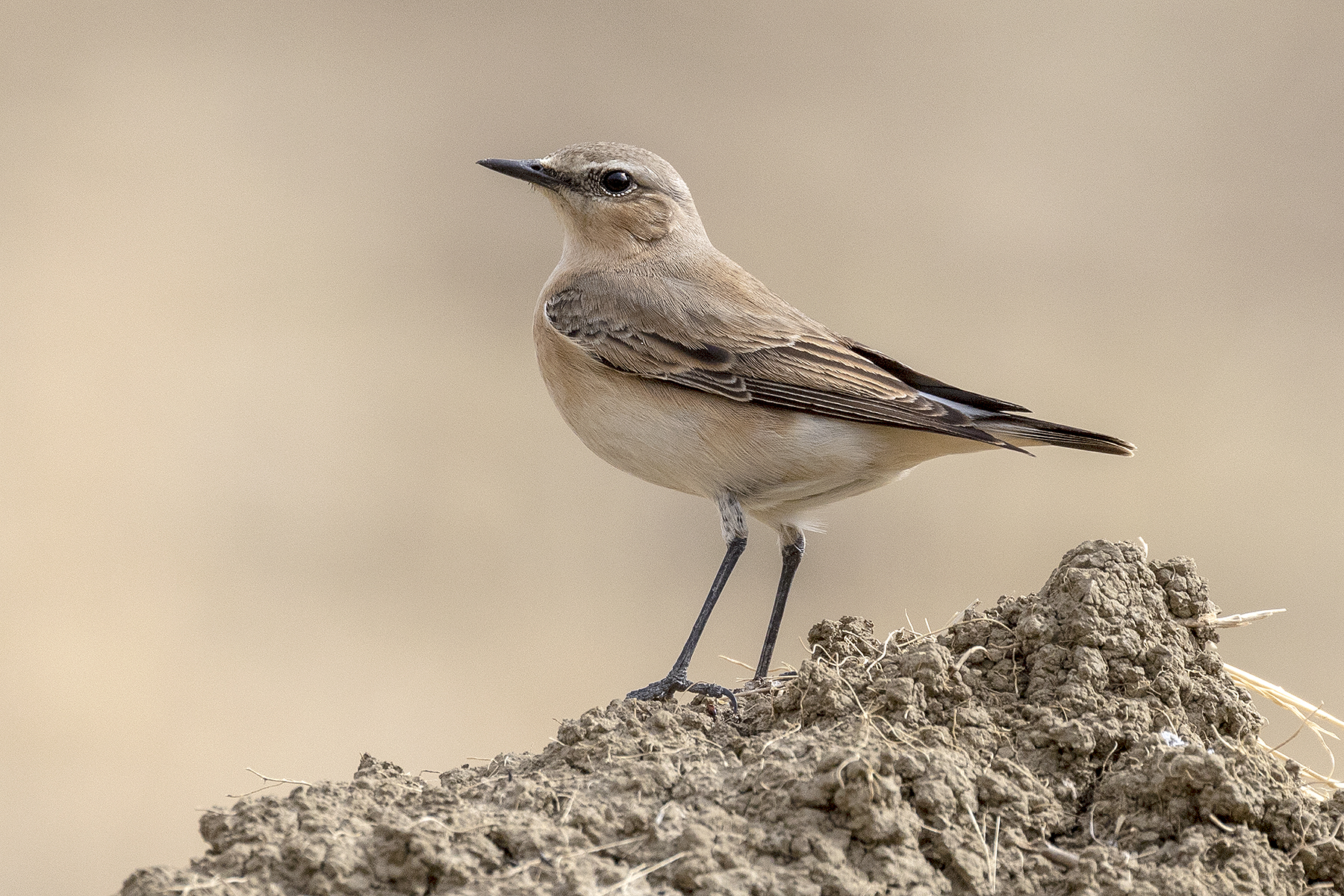 Wheatear.