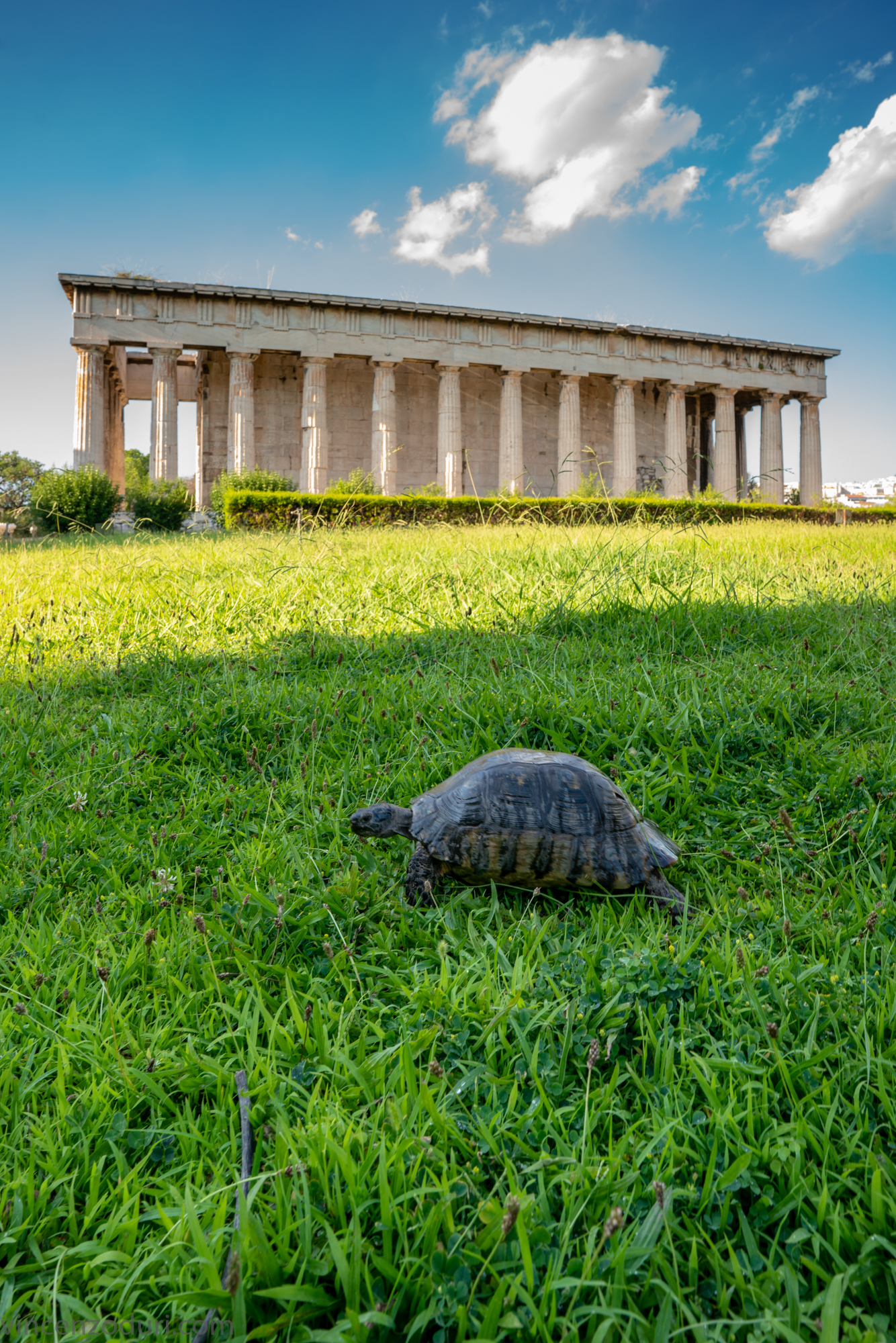 The Turtle and the Temple of Hephaestus
