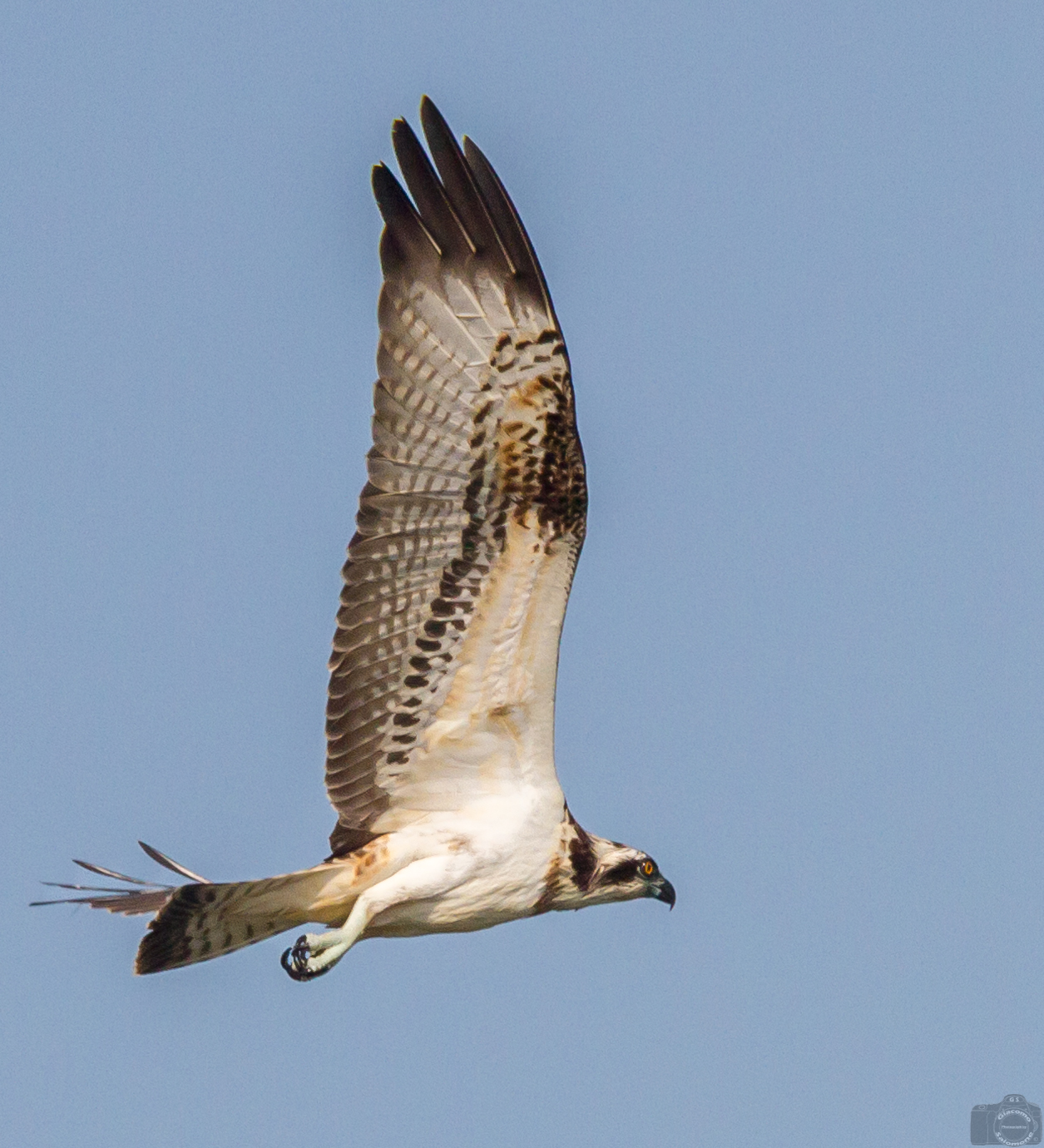 Osprey