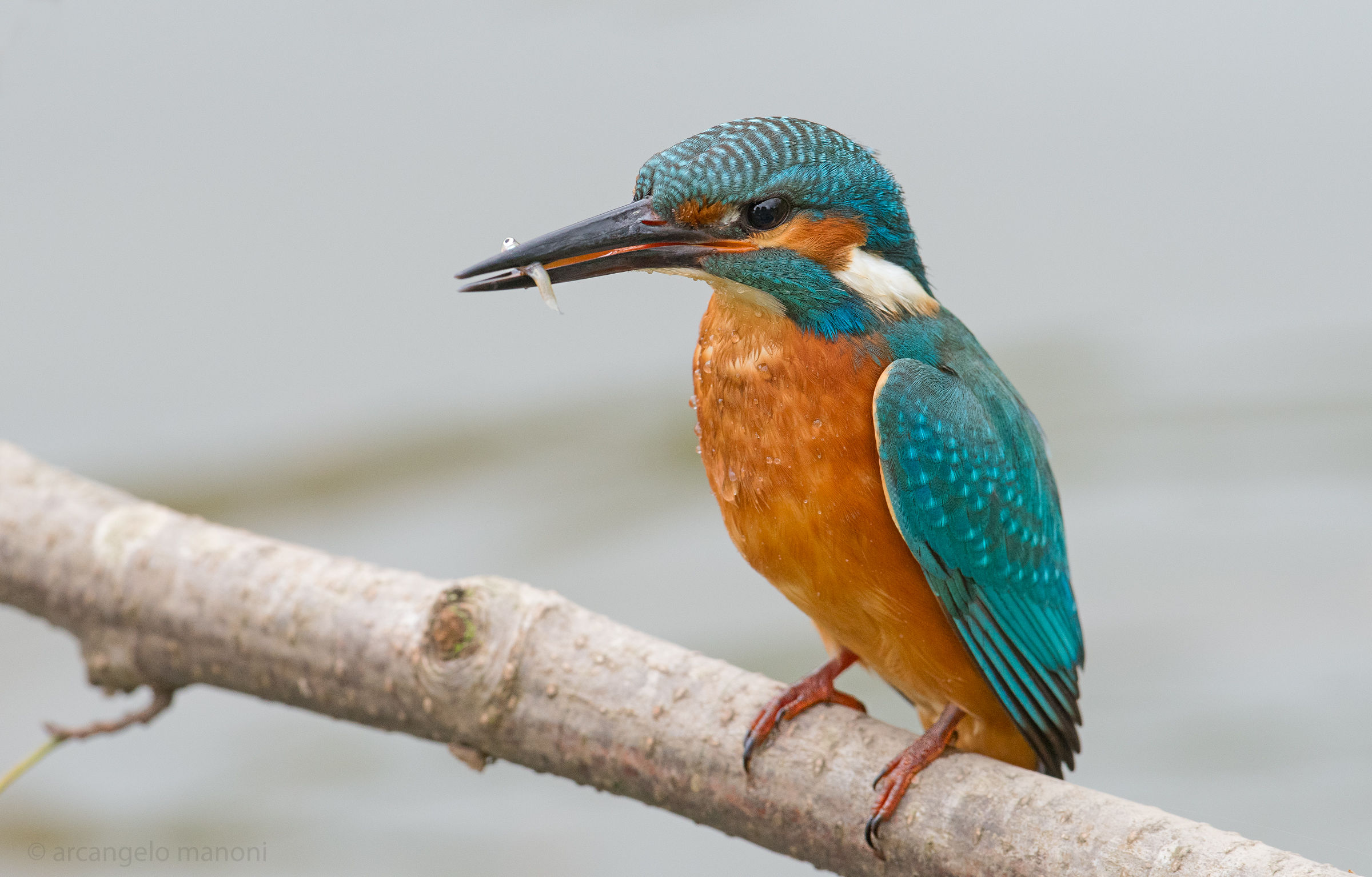 A little aperitif for the Martino