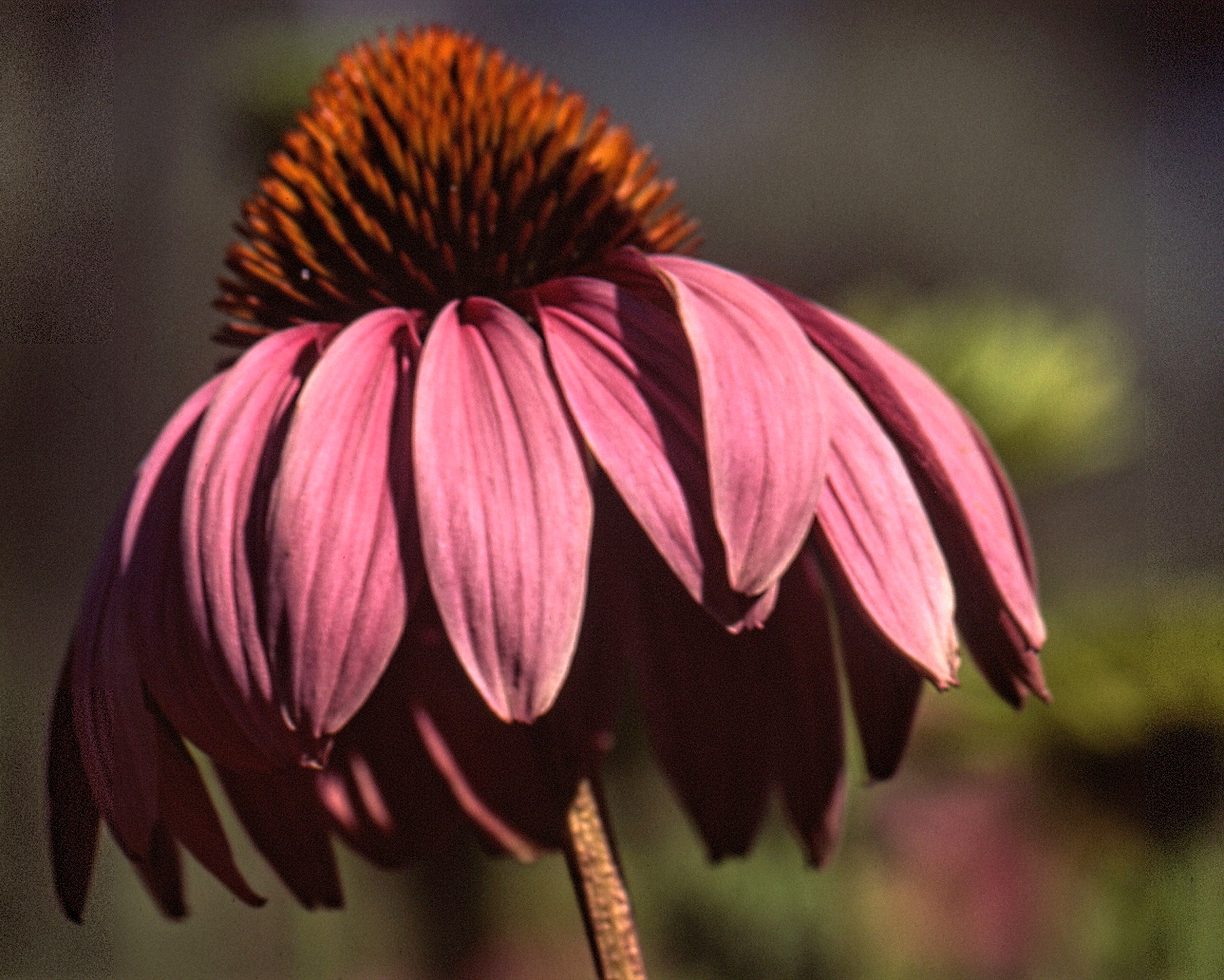 Echinacea