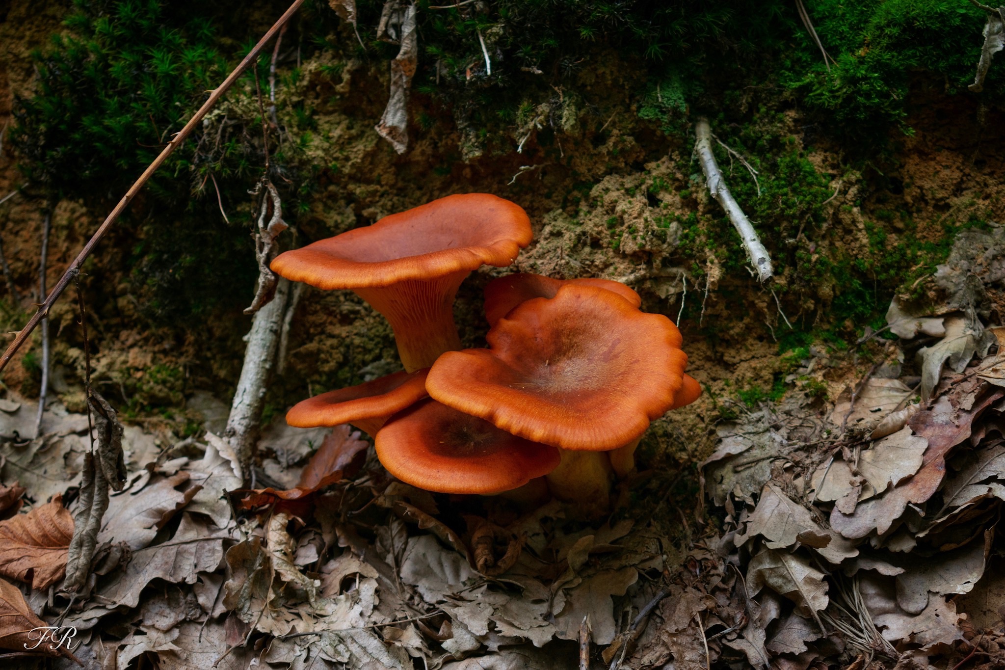 I have no idea what they are