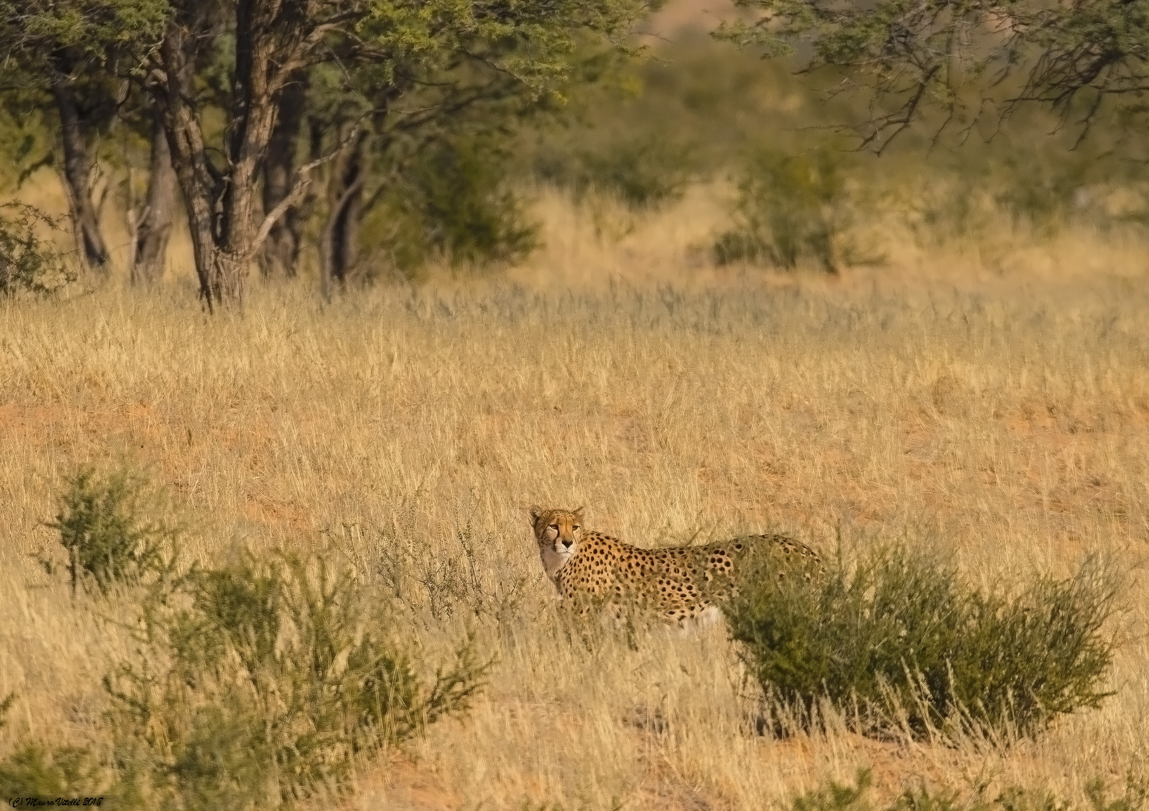 Cheetah (Kalahari)
