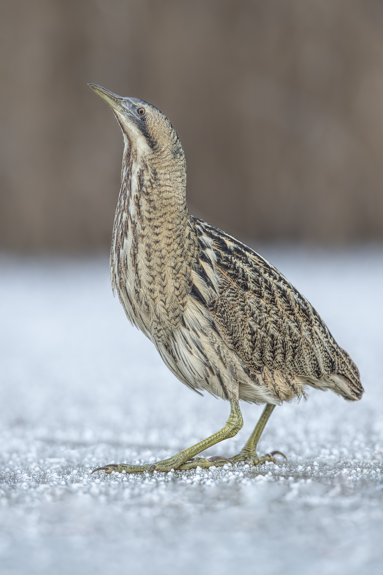 Tarabuso sul ghiaccio