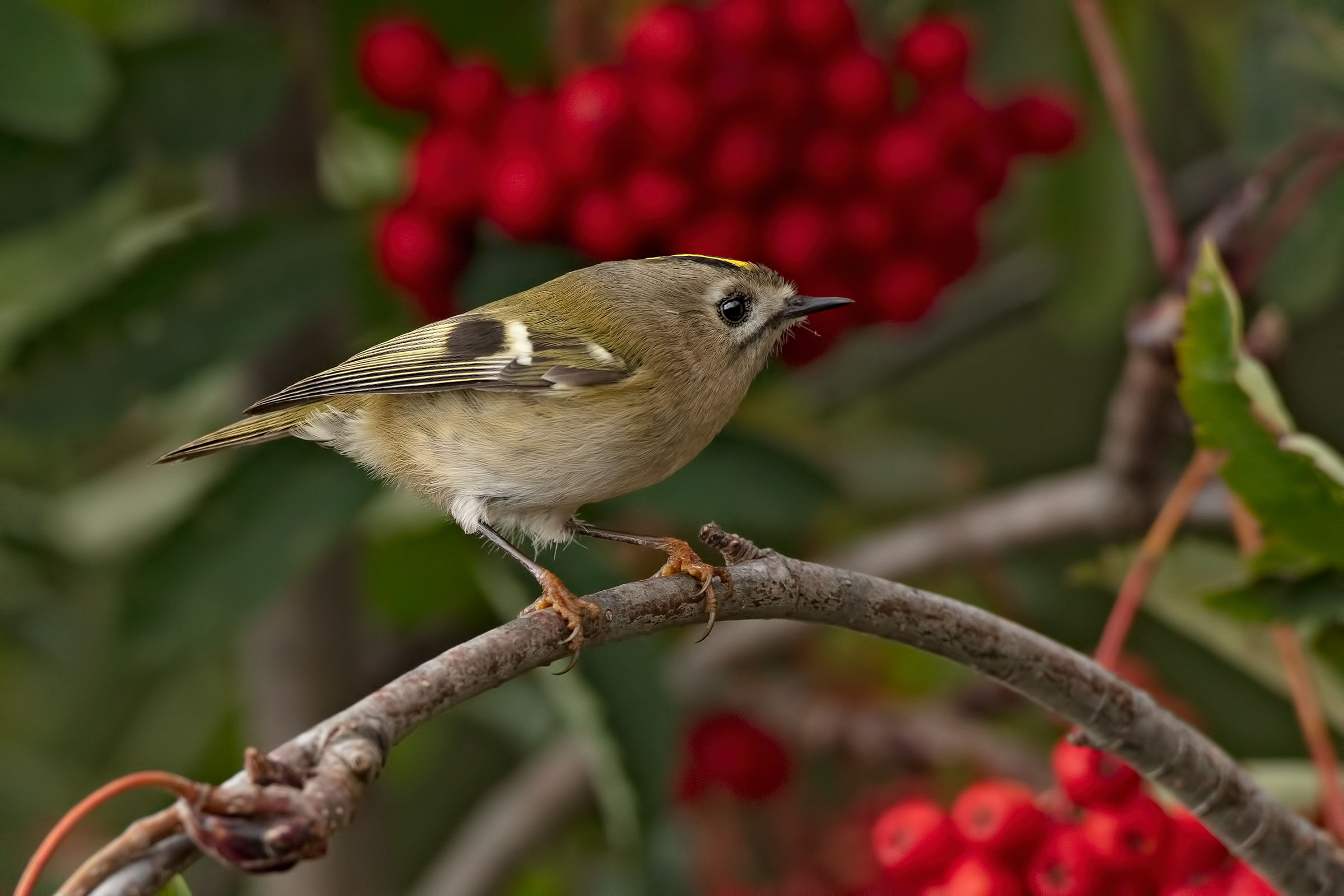 Regolo (Regulus regulus) su sorbo.