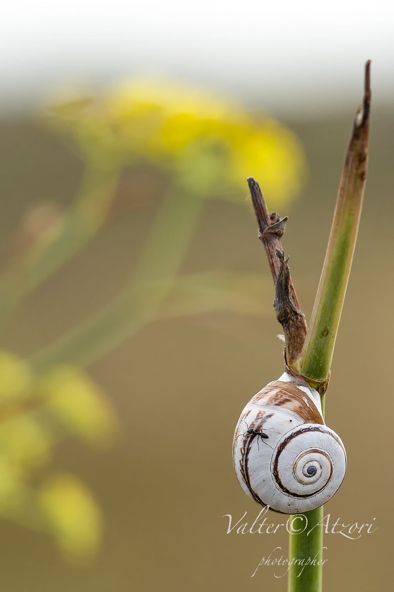 Snail with Ant on croup