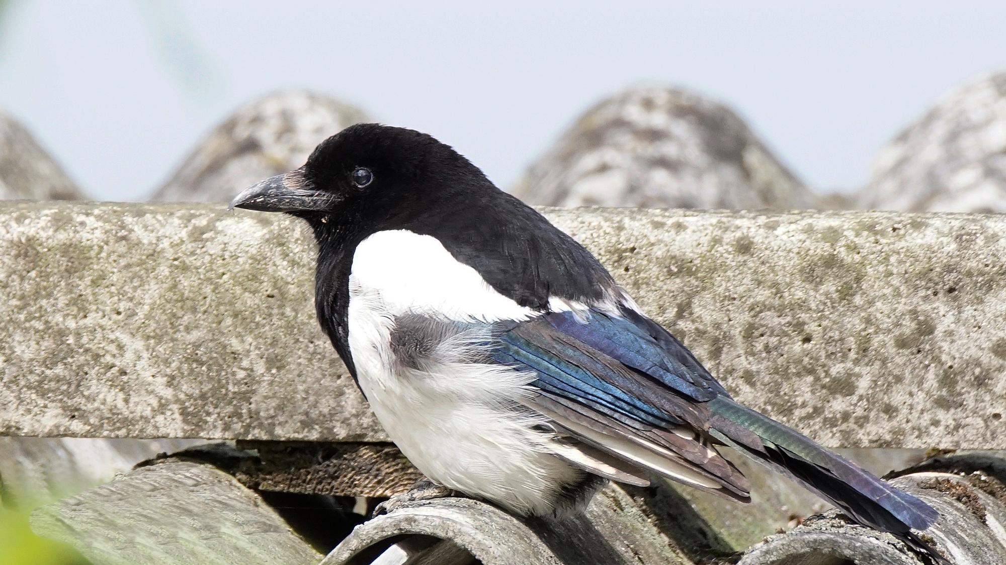Thief Magpie