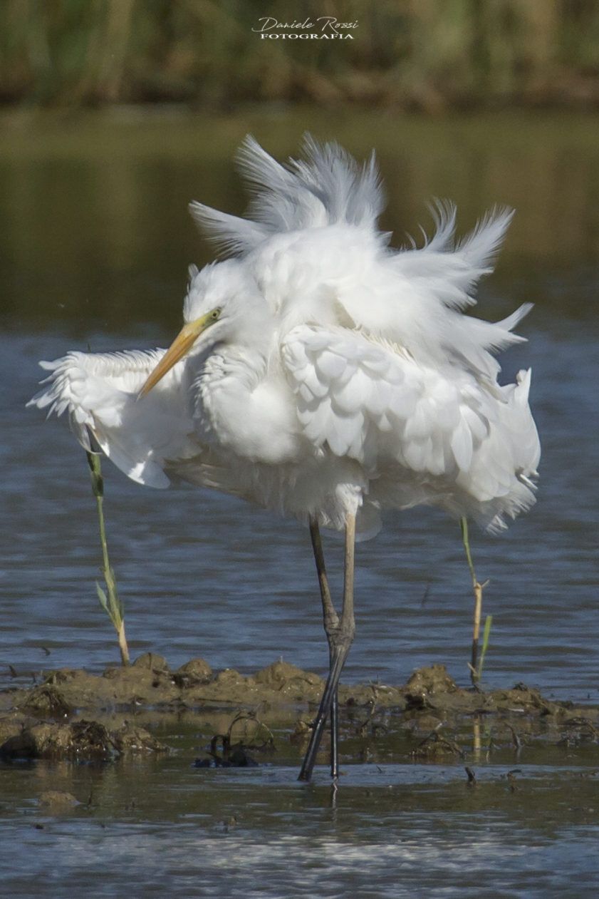 Airone in fase di asciugatura