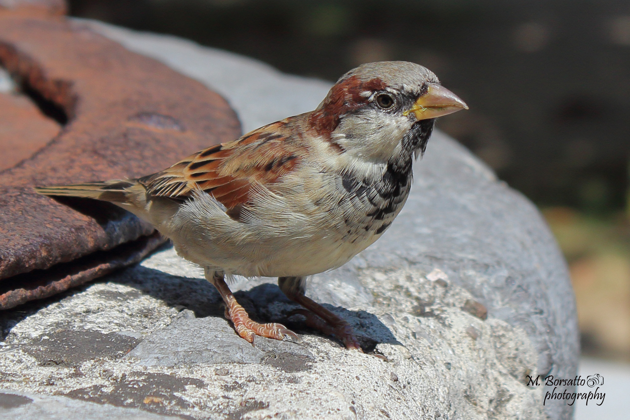 Sparrow in Ljubljana