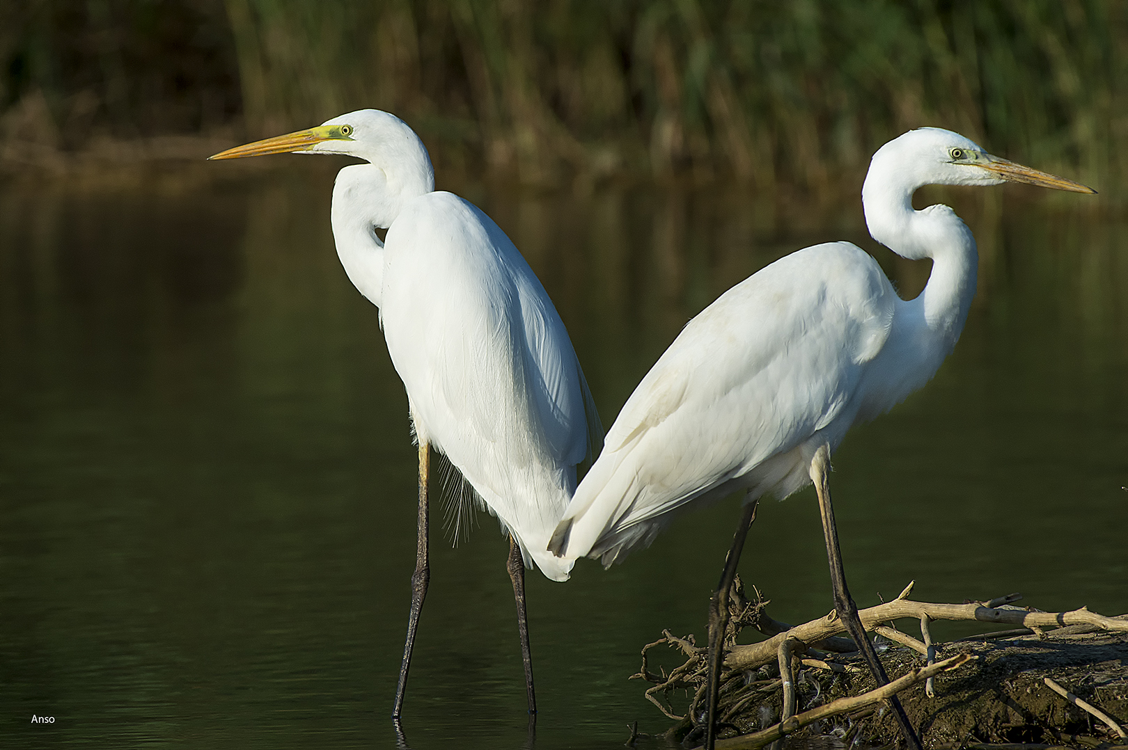 Pair of white herons