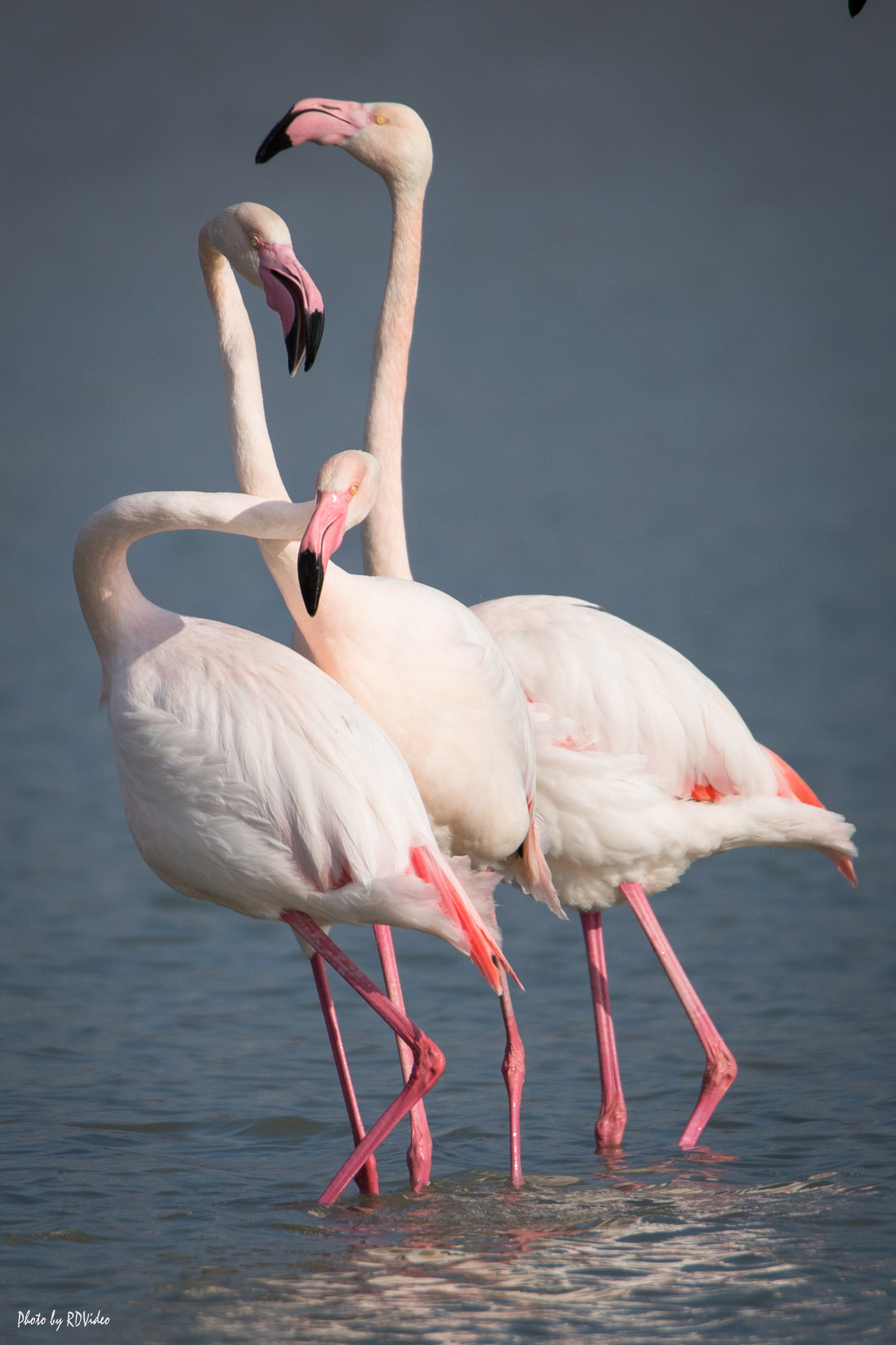 Fenicotteri