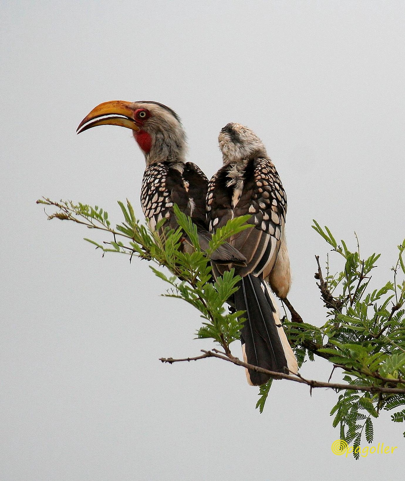 Krugger park - South Africa