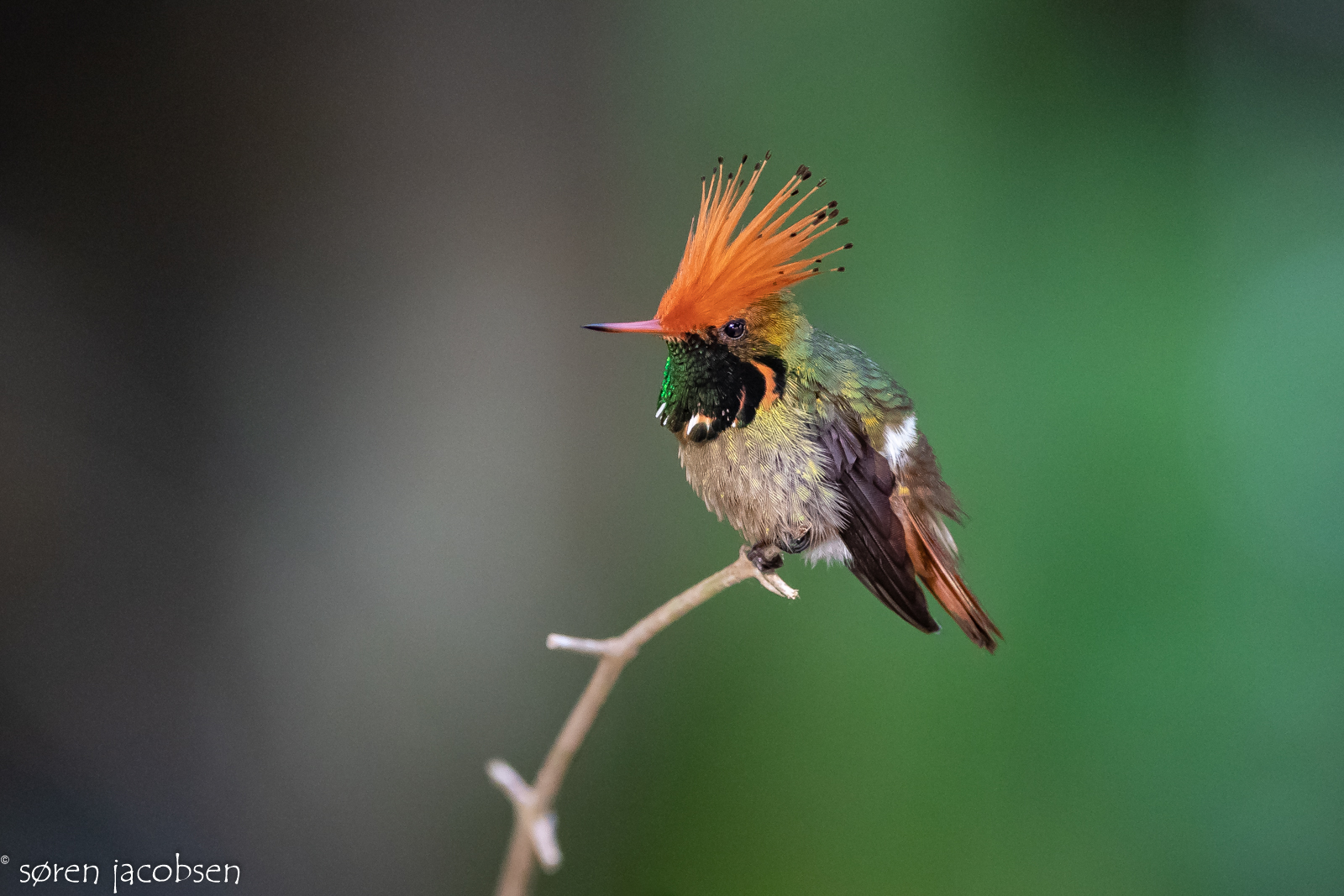 Rufous-Crested Coquette! Waqanki, Peru!
