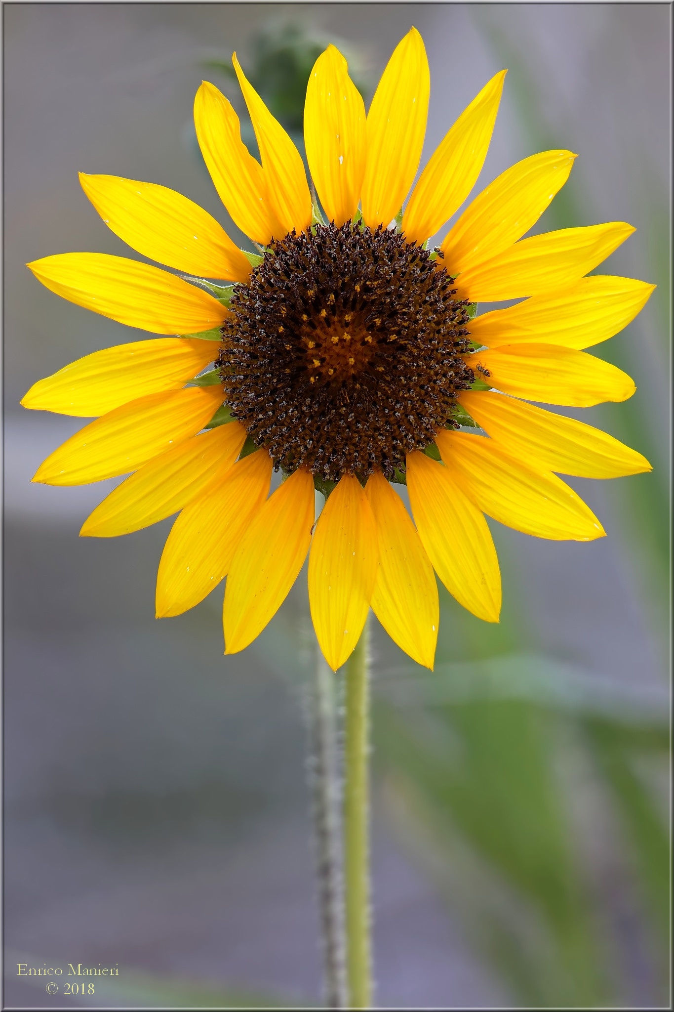 Sunflower-Sunflower