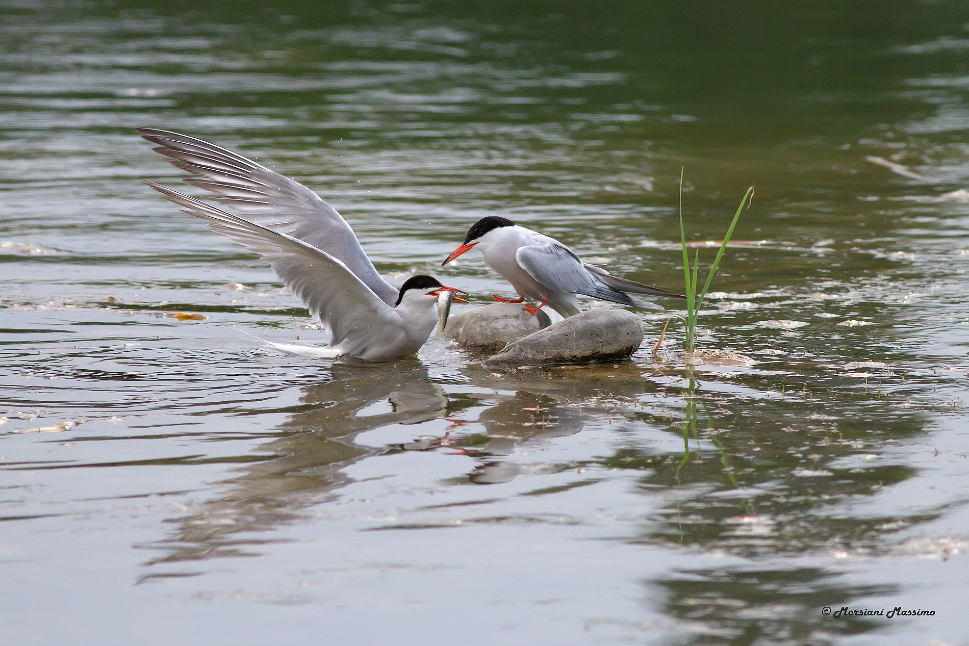 Sterna comune (Sterna hirundo)