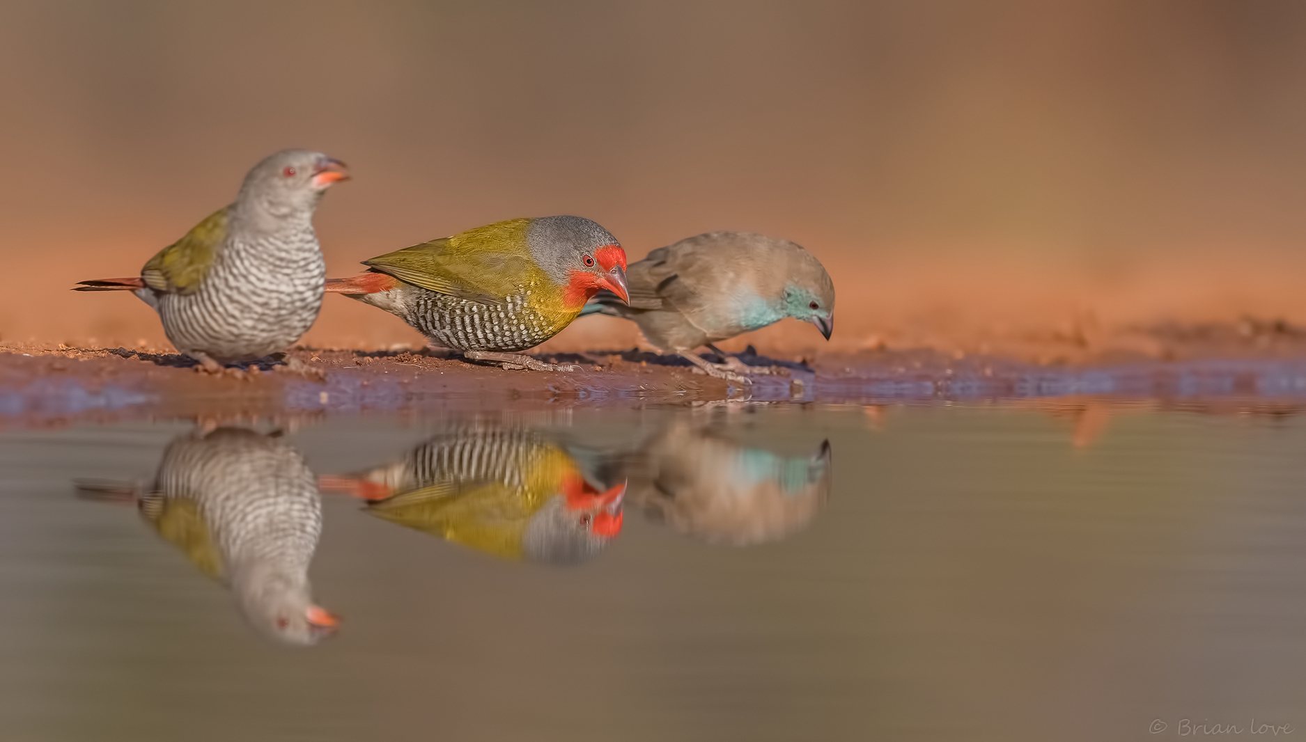 Green-winged Pytilia (Pytilia melba)