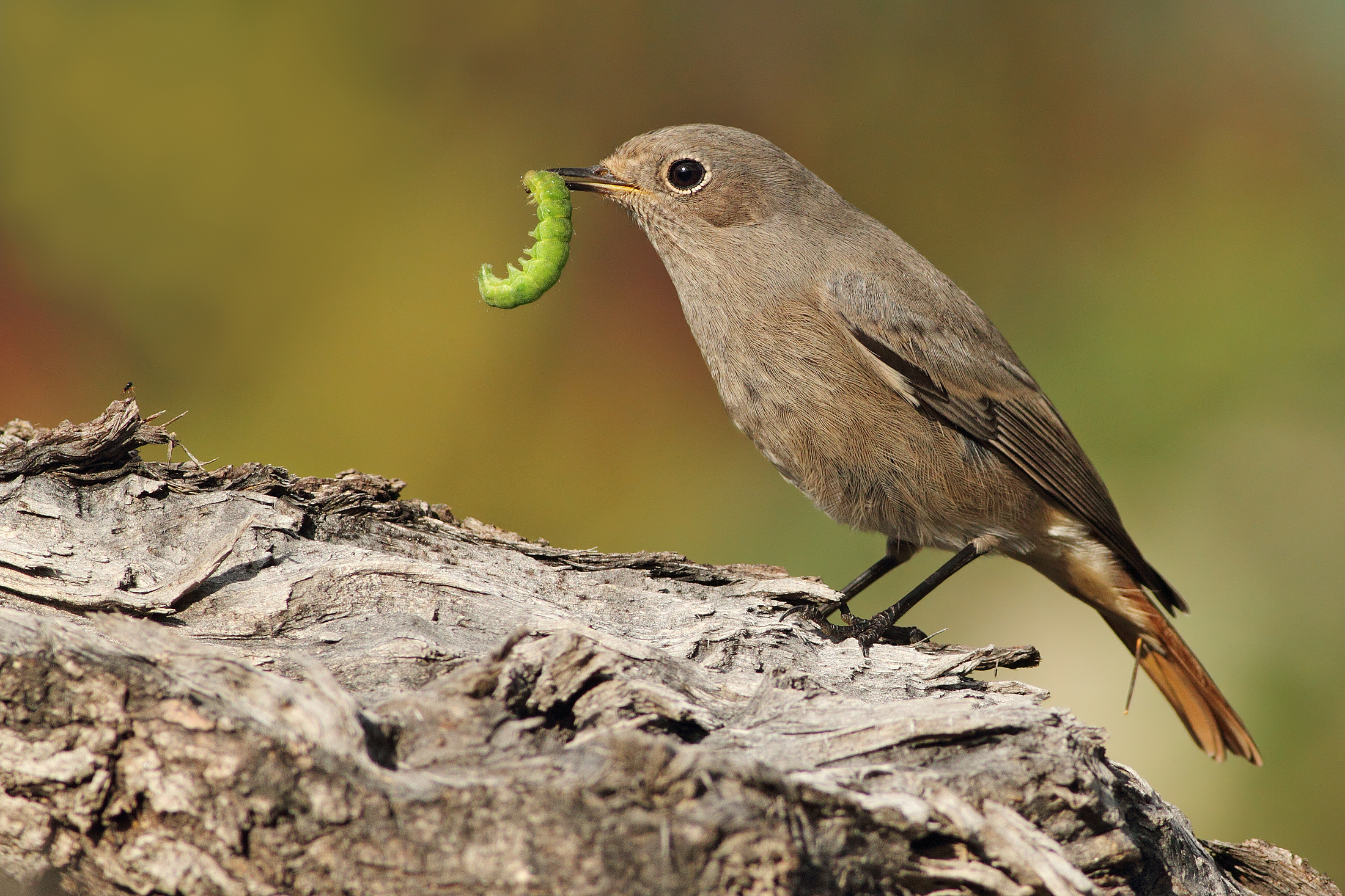 Spazzacamina with cabbage