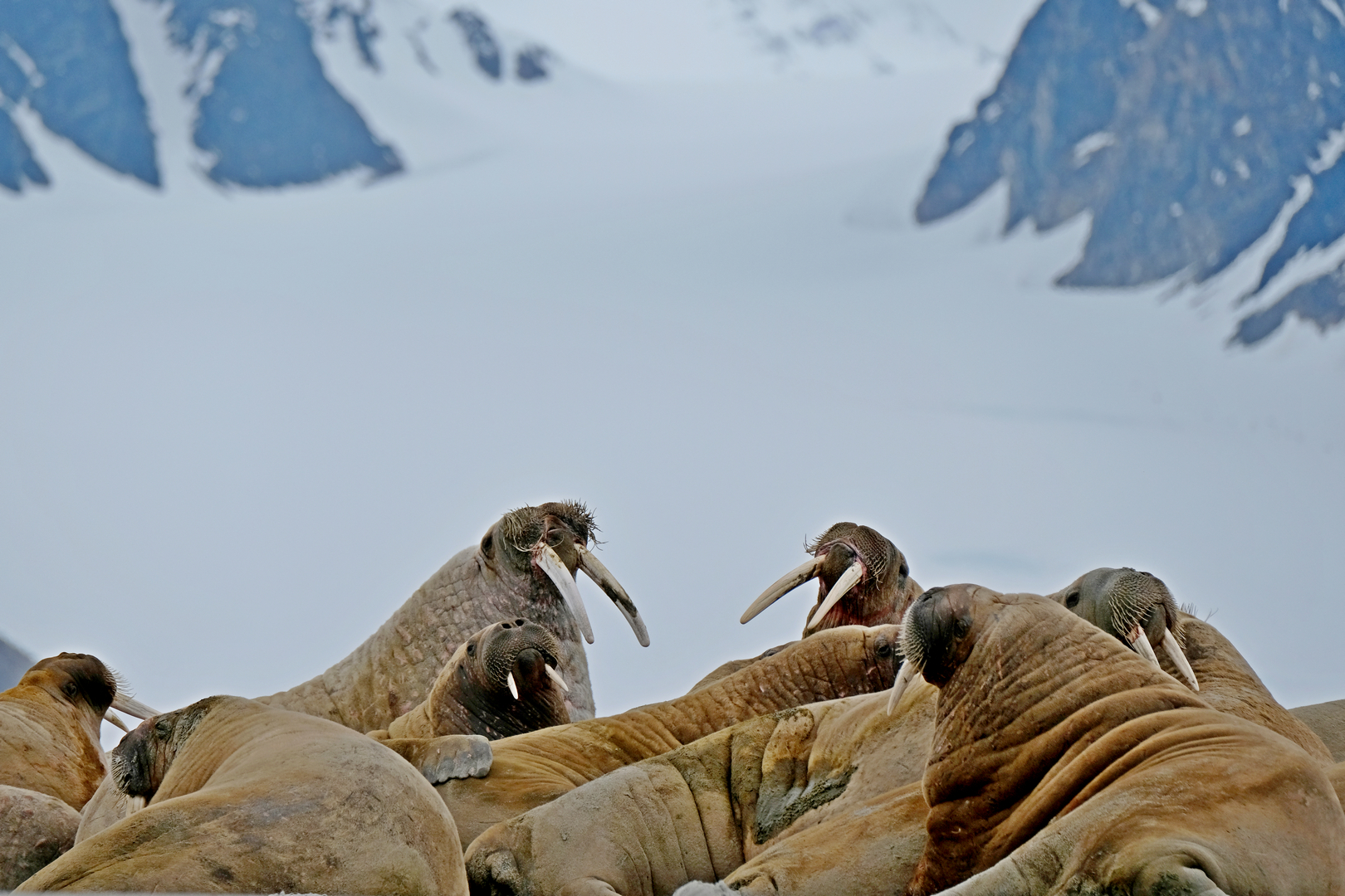 Trichechi (Svalbard)