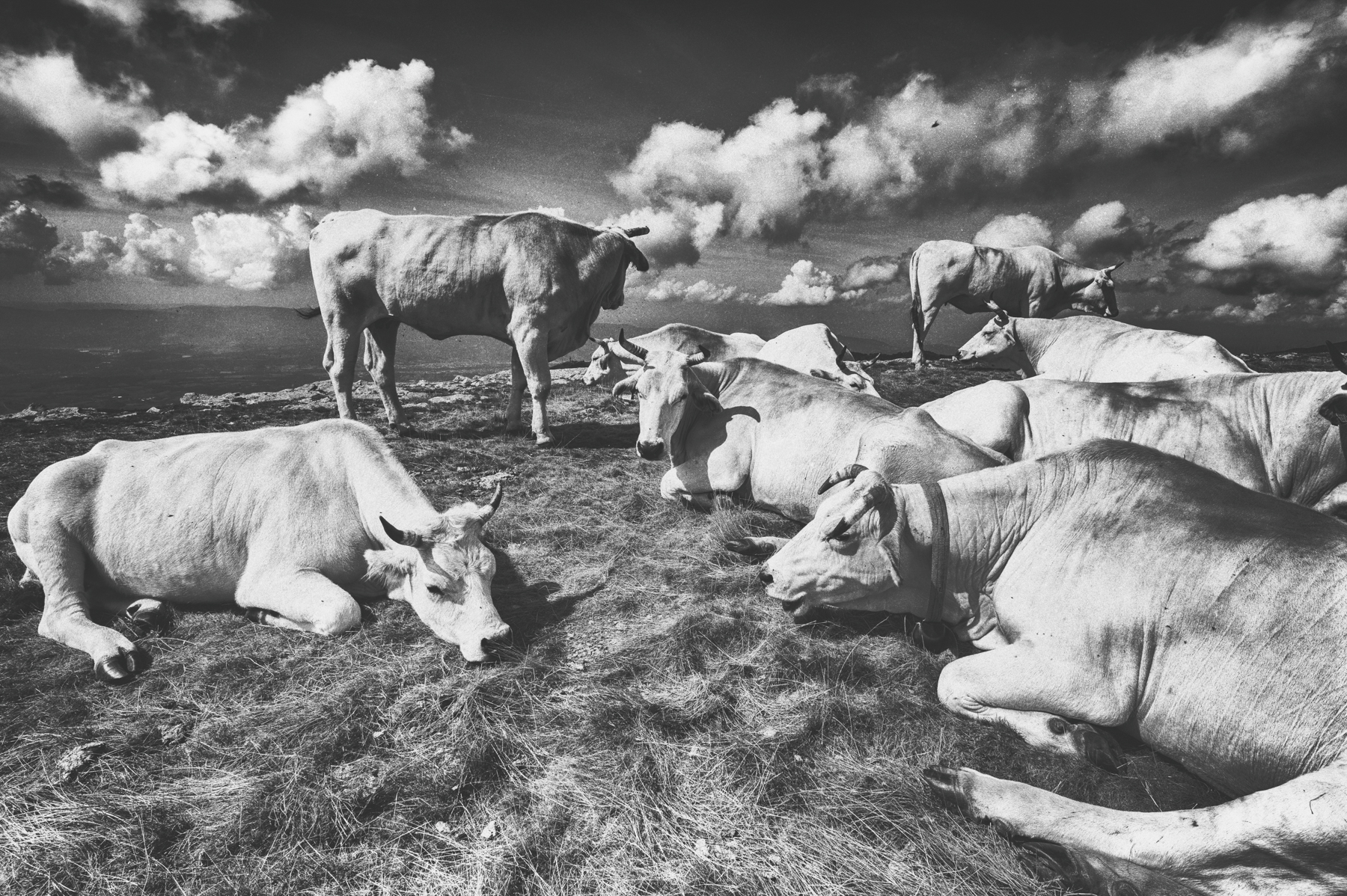 Croce del Pratomagno