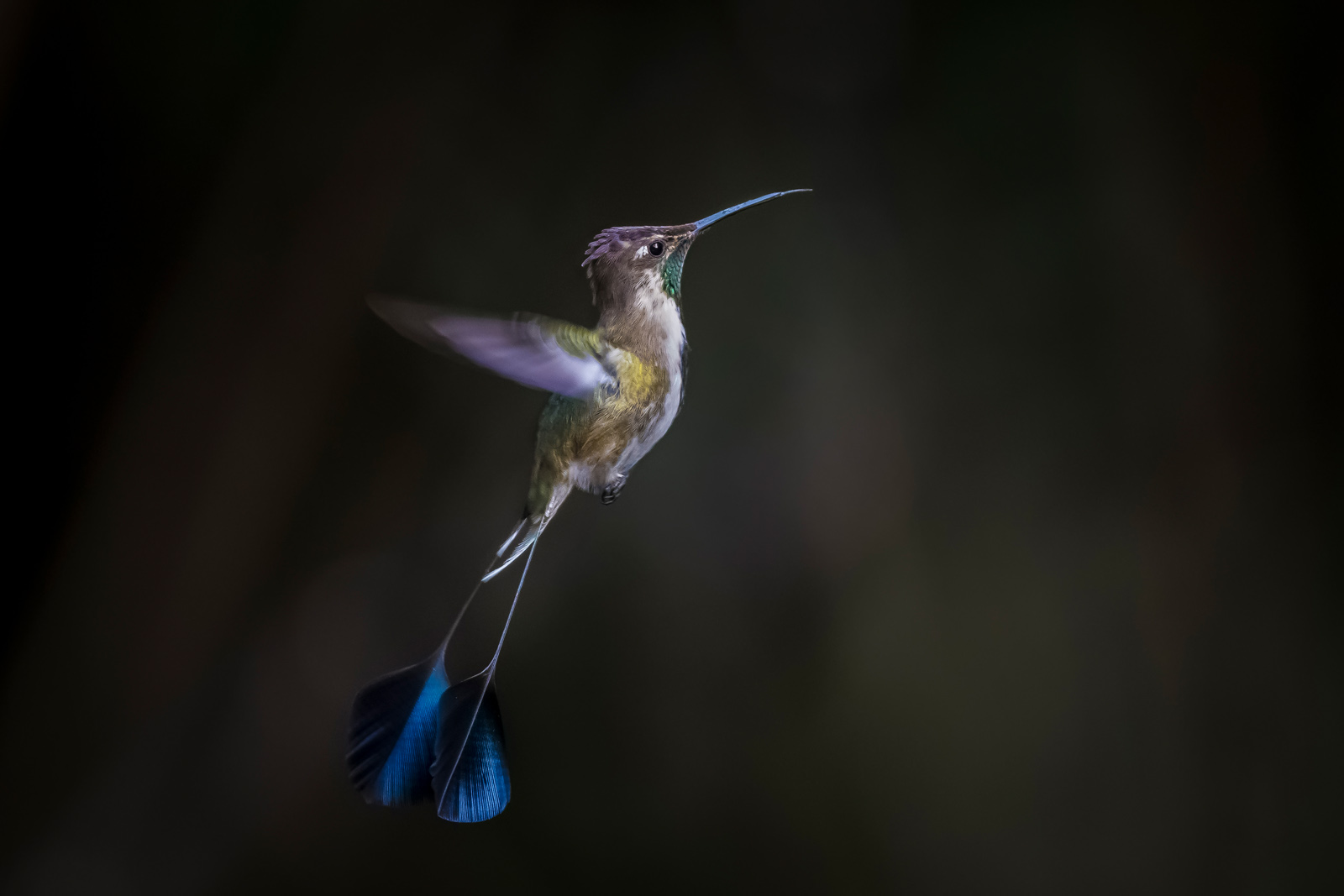 Marvelous Spatuletail, New Version