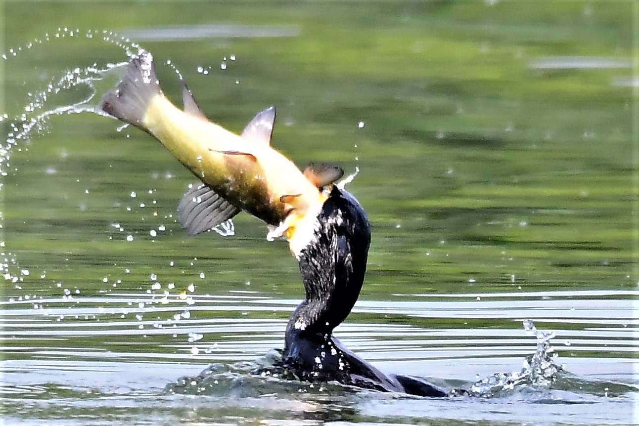 cormorano con prfeda