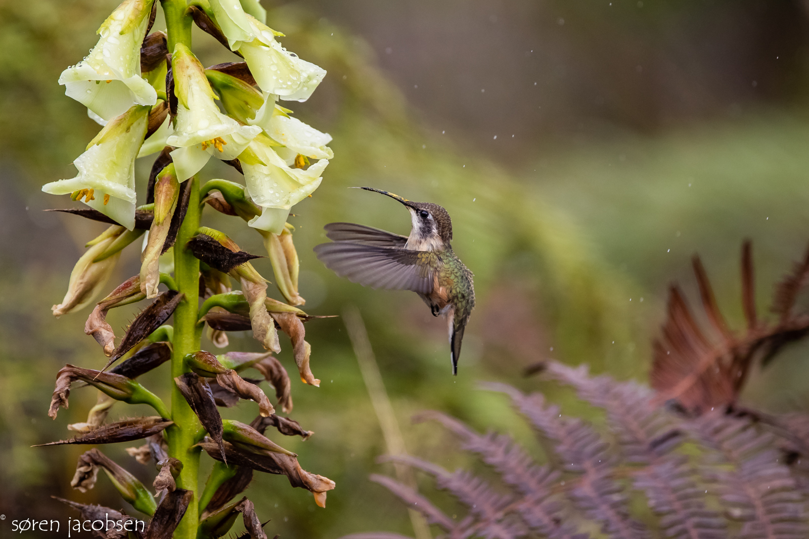 White-Bellied Woodstar!