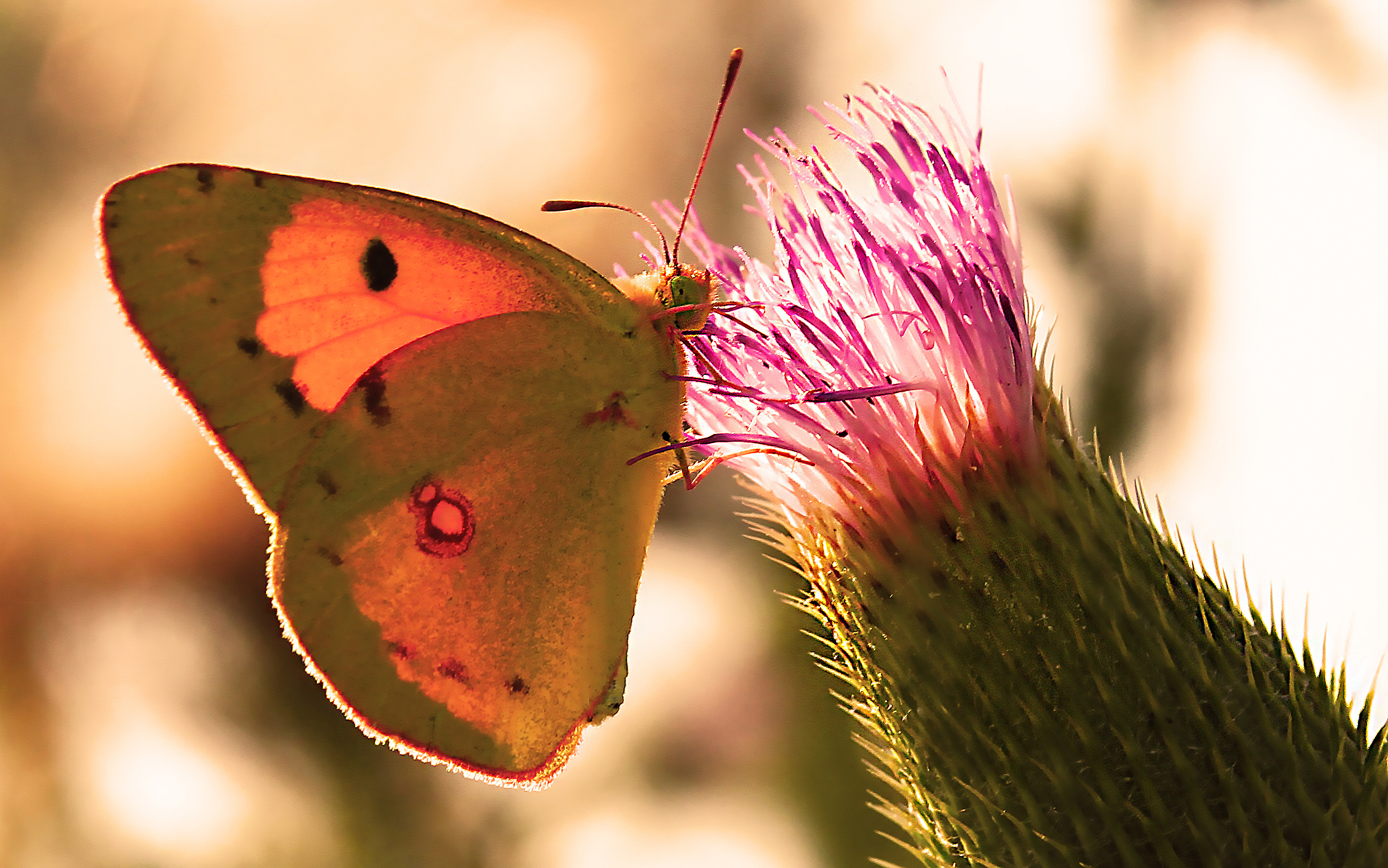 Butterflies at sunset