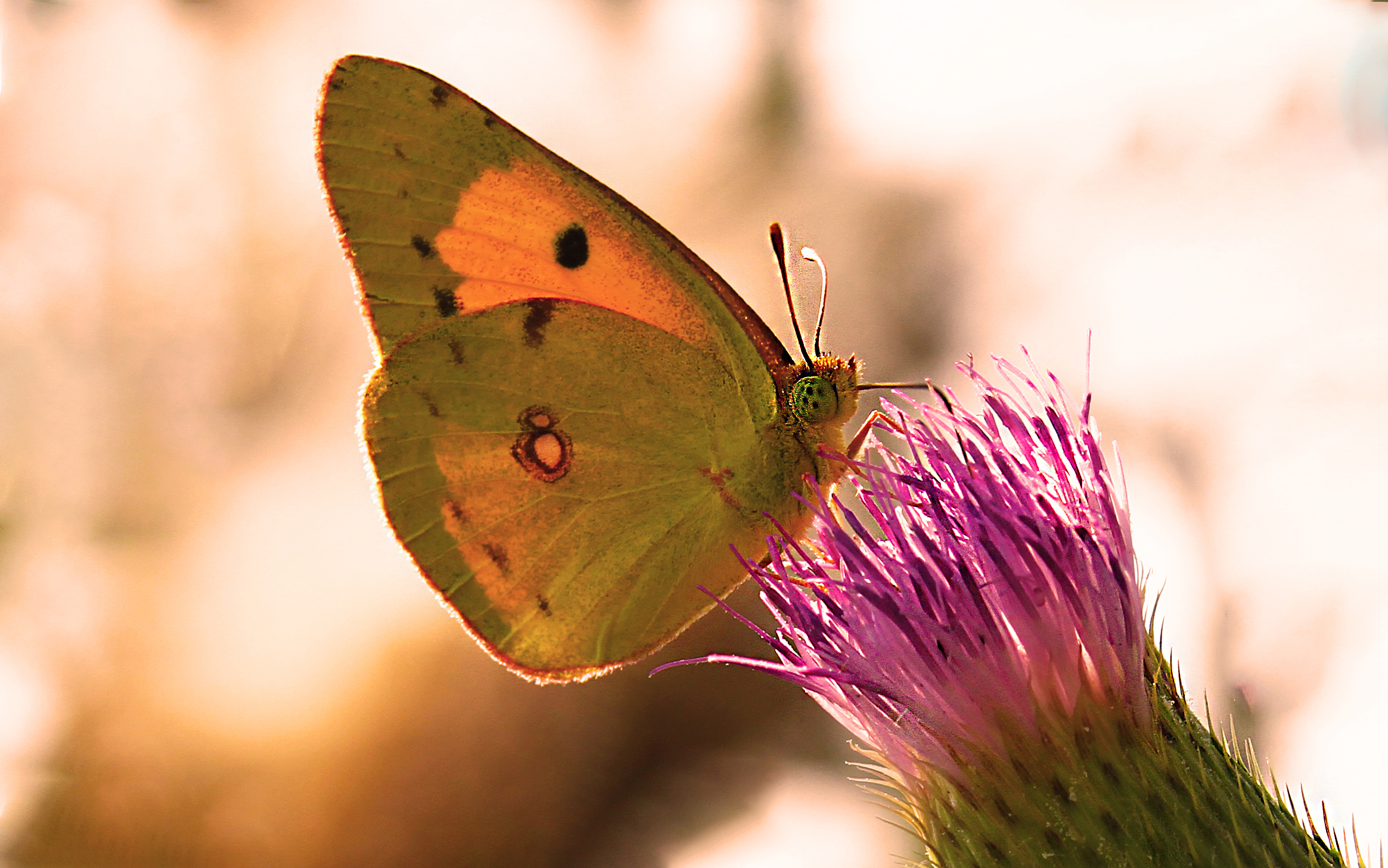 Butterflies at sunset 2