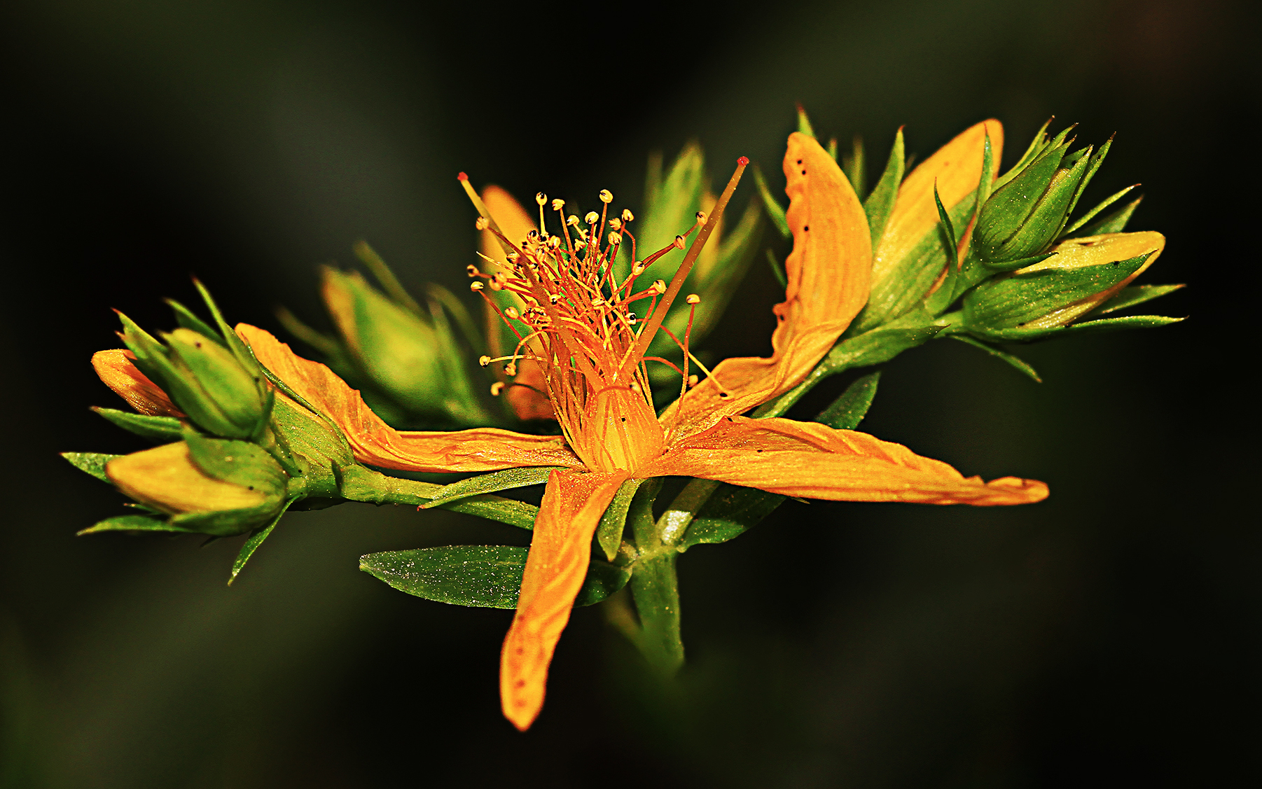 Yellow Green Topical color