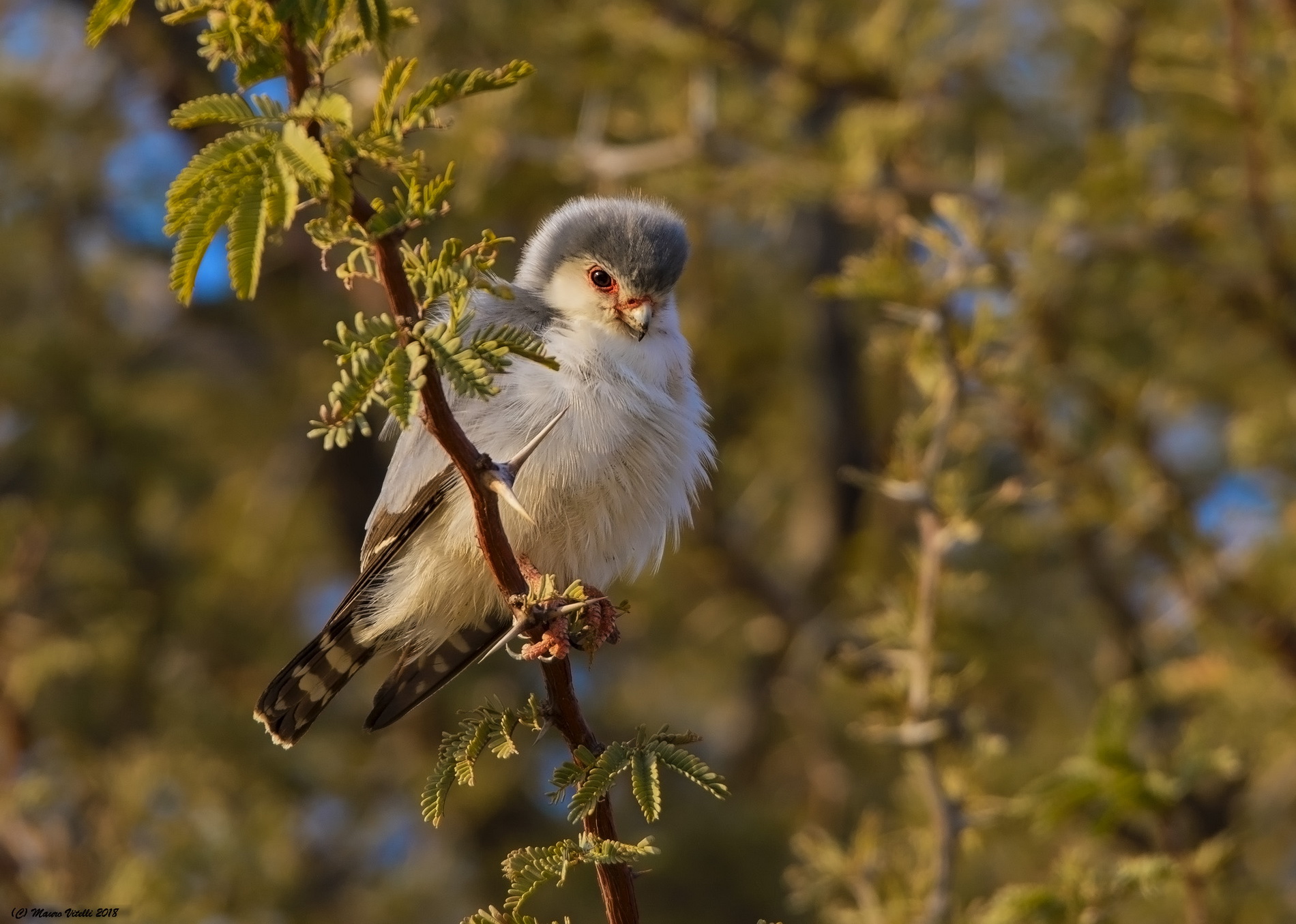 Pygmy Falcon (Polihierax semitorquatus) Kalahari