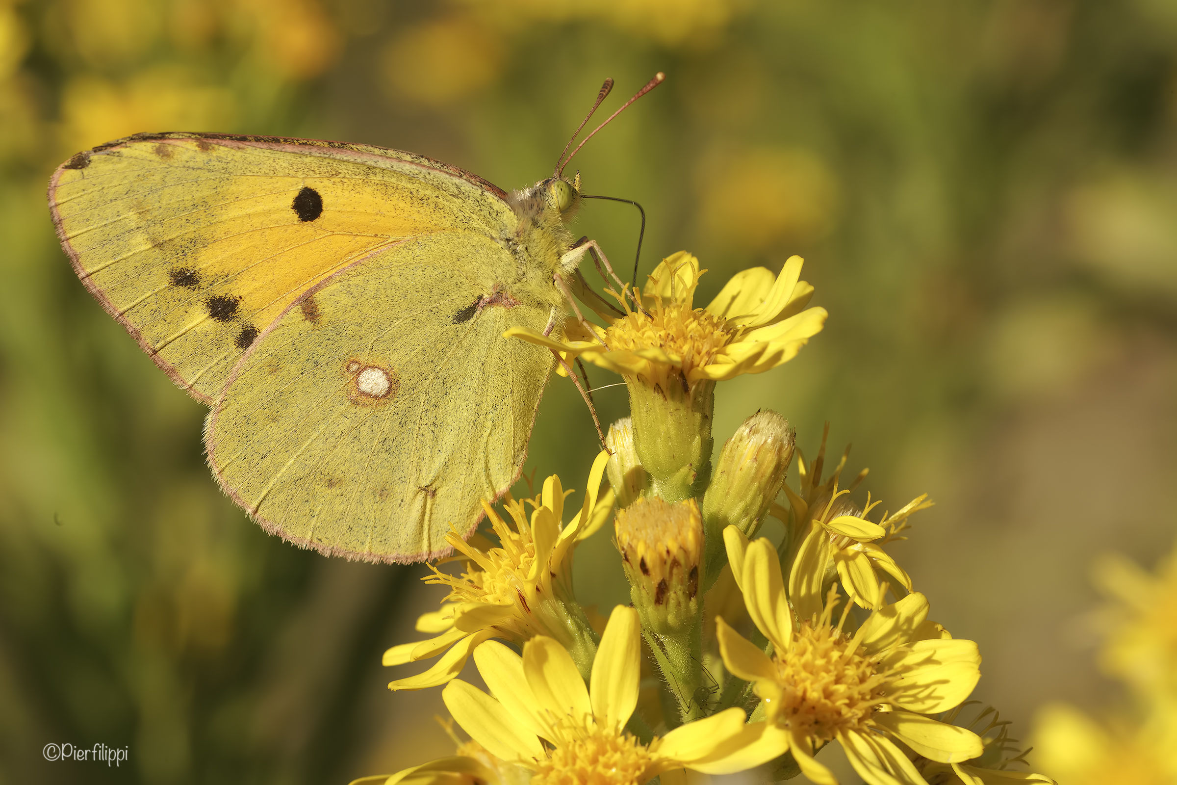 Autumn Colias