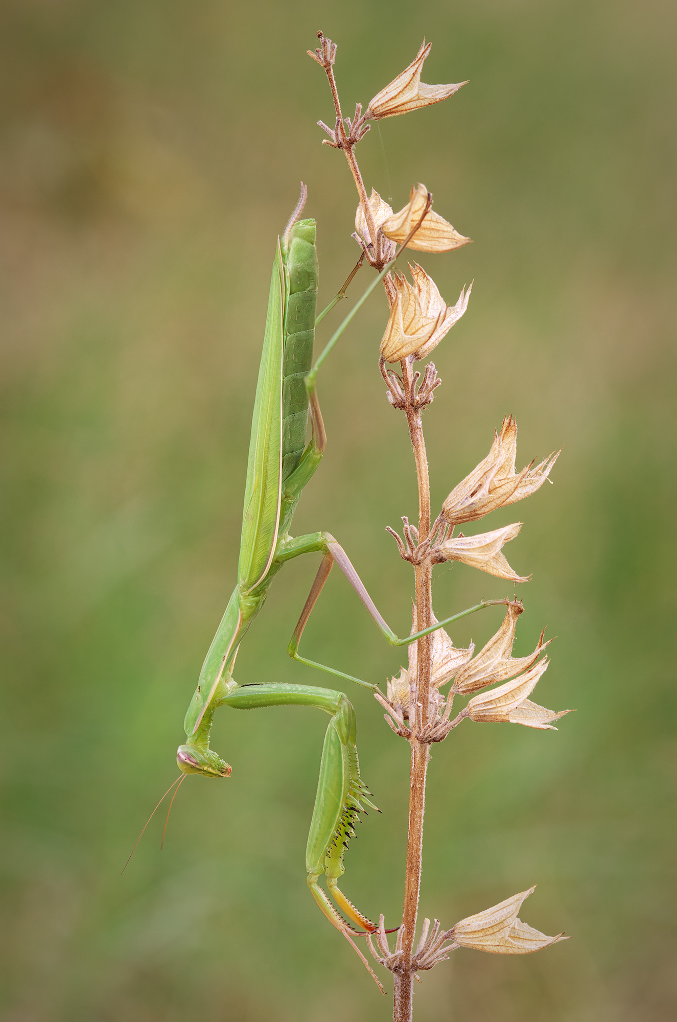Mantis religiosa