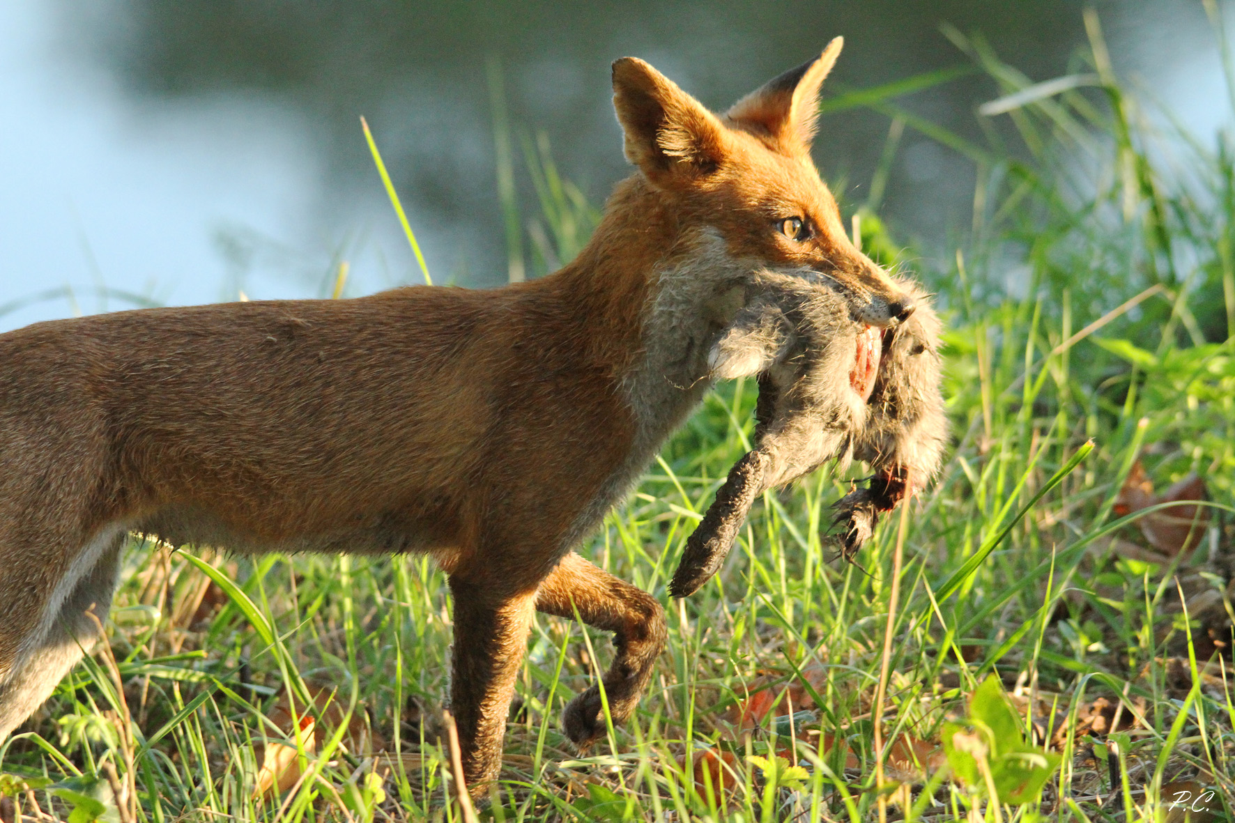 Arrivederci volpe..addio coniglio...