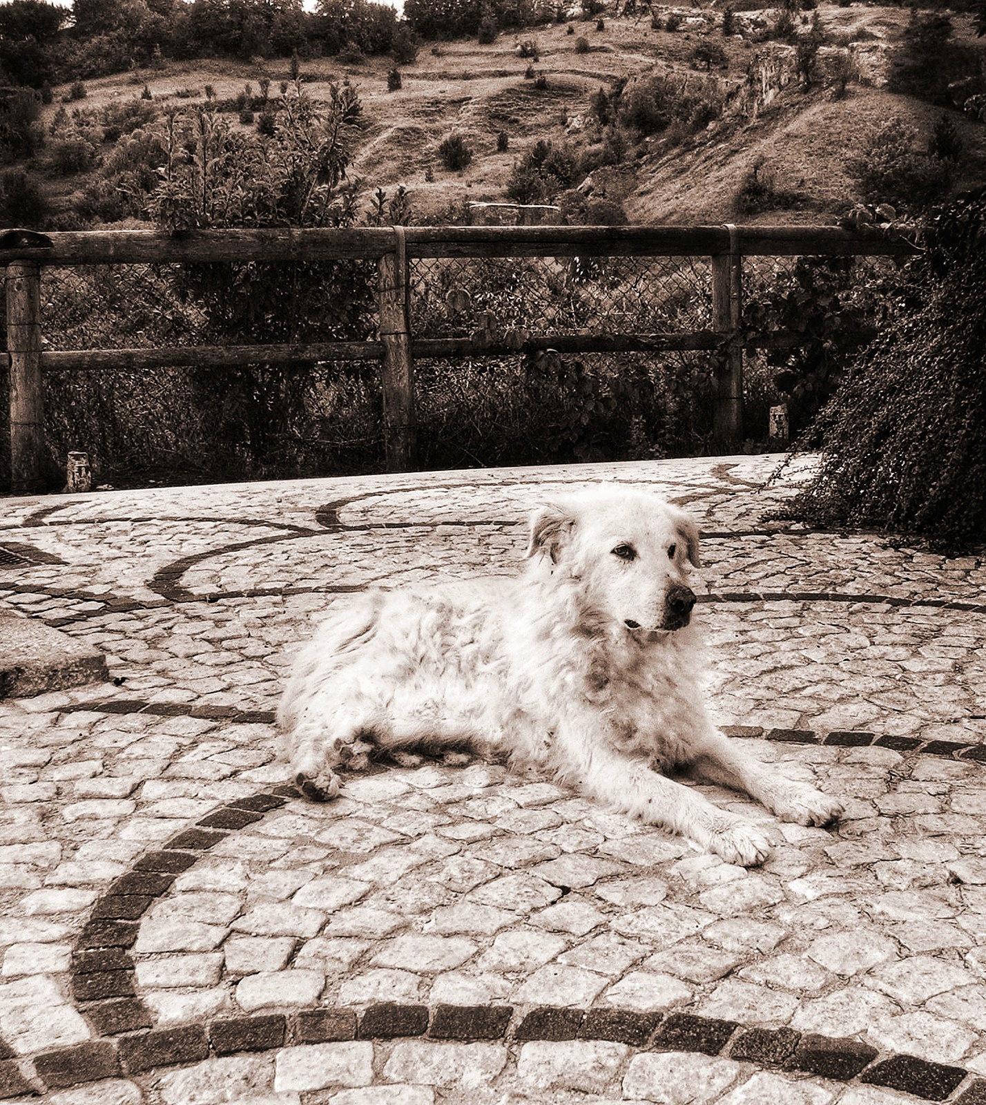 Nik-The Pastor Abruzzo