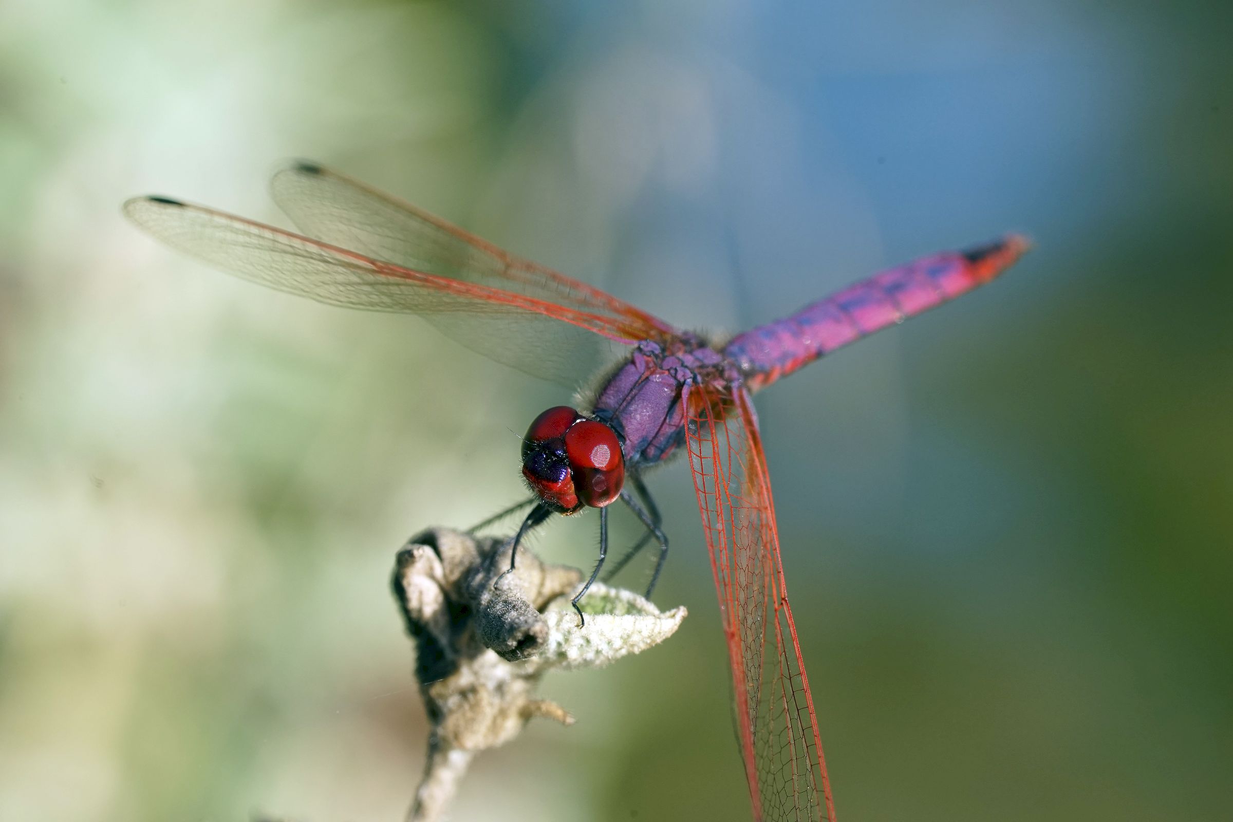 Trithemis annulled 2
