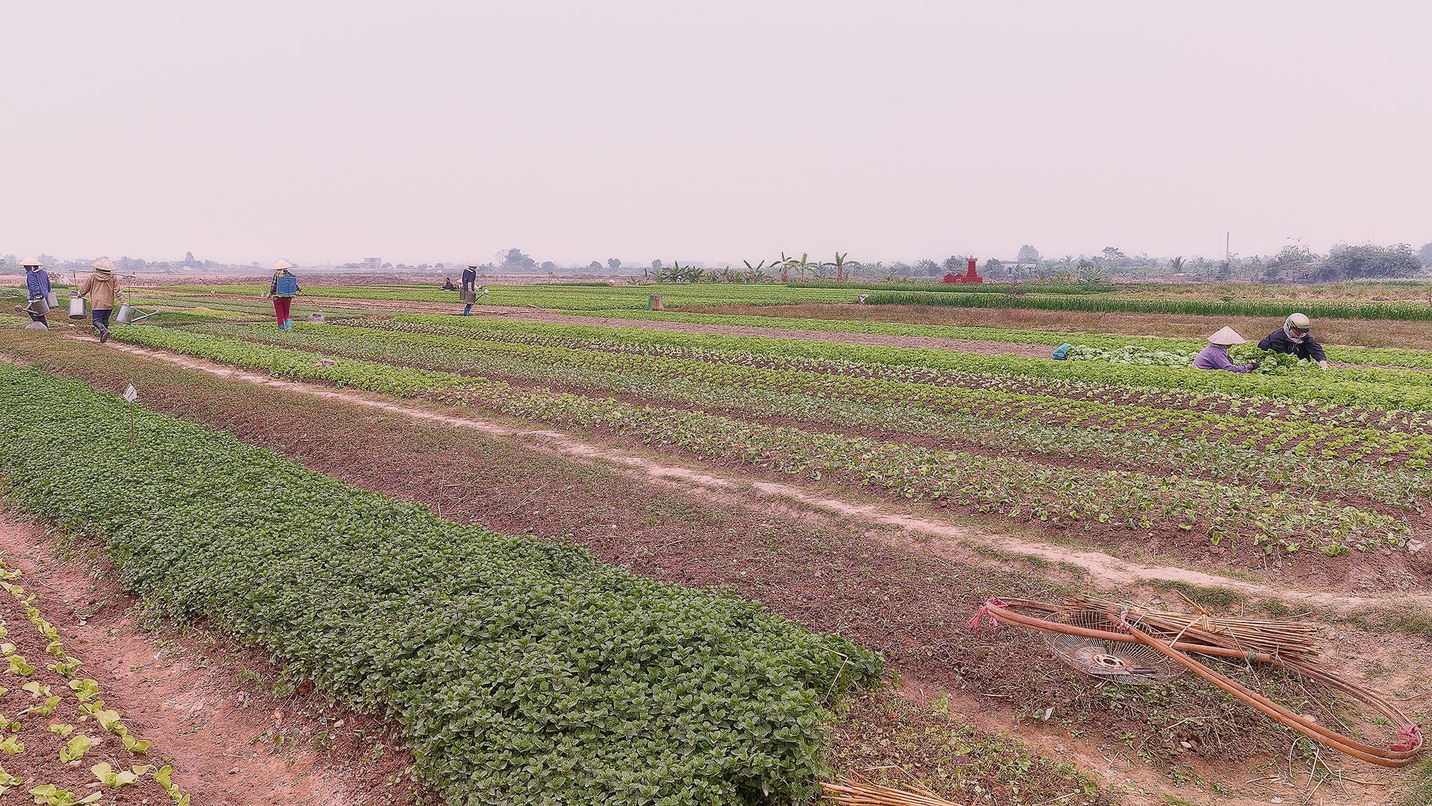 Coltivatori d'insalata (Vietnam del nord)