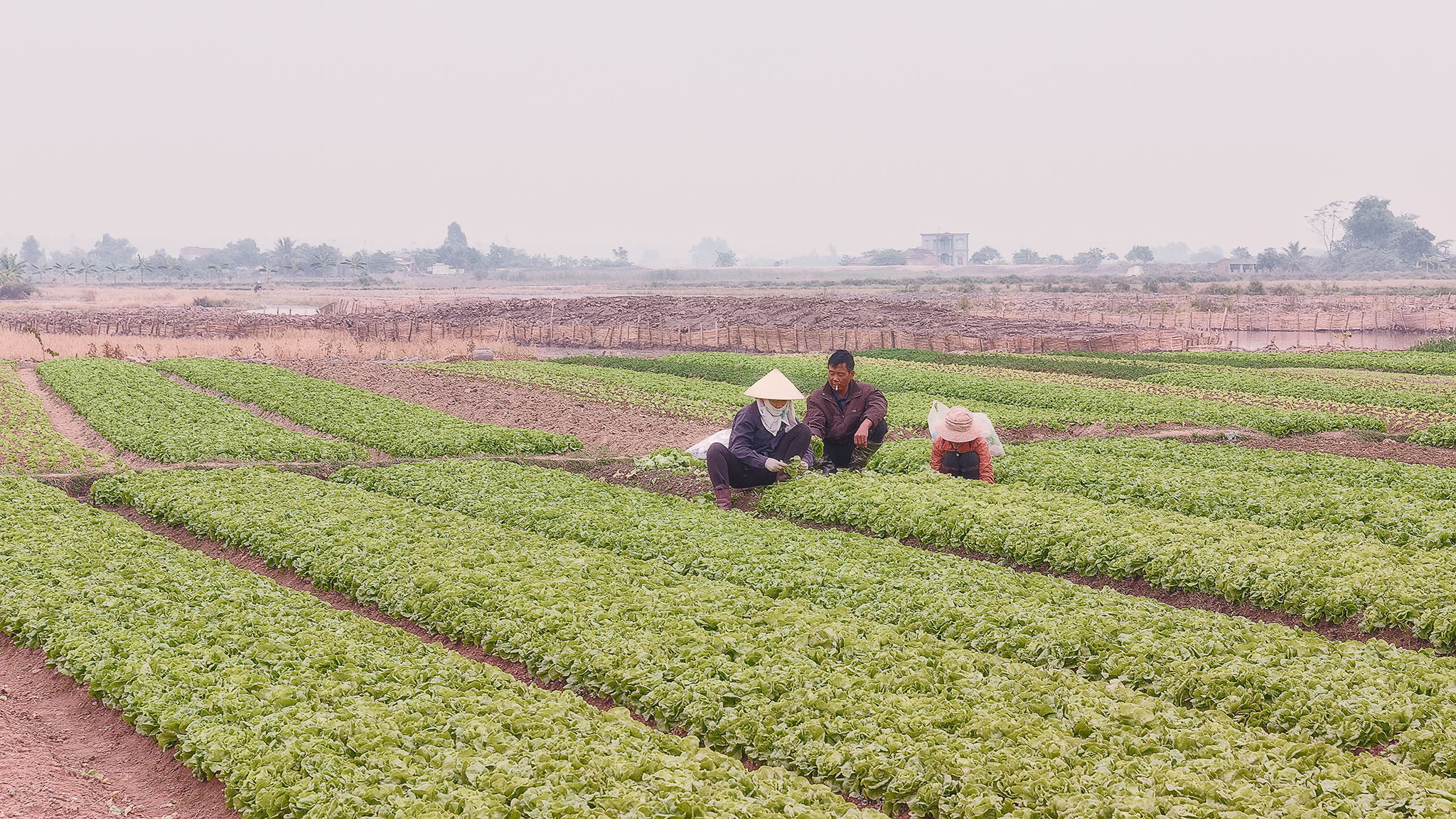 Coltivatori d'insalata