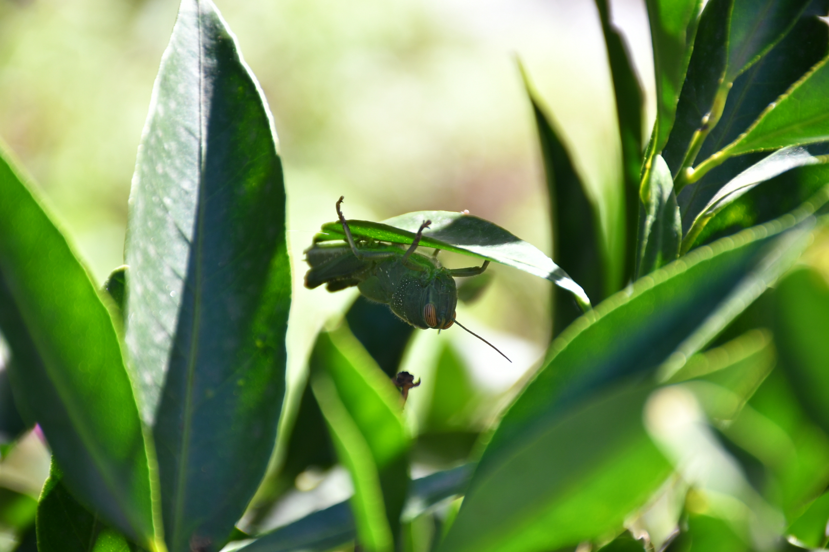 Lair for the cricket!