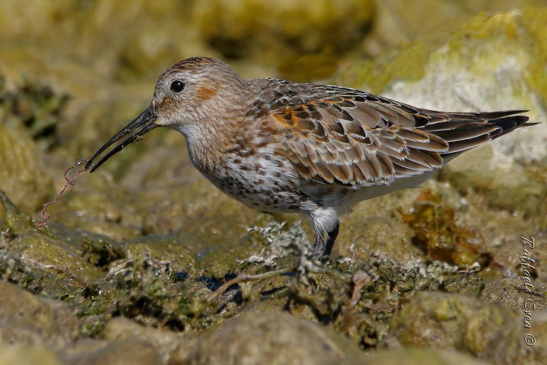 Pancianera: The Hearty meal