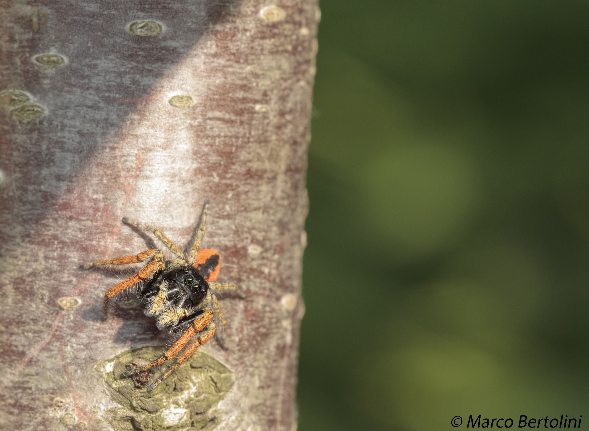 Philaeus chrysops (m)