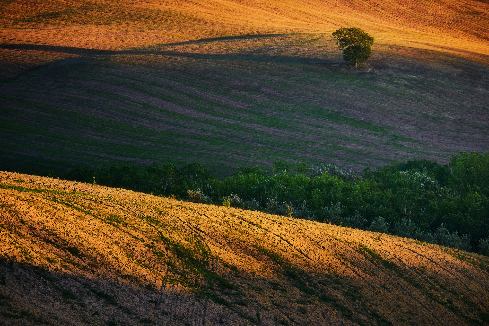 Terre D'orcia