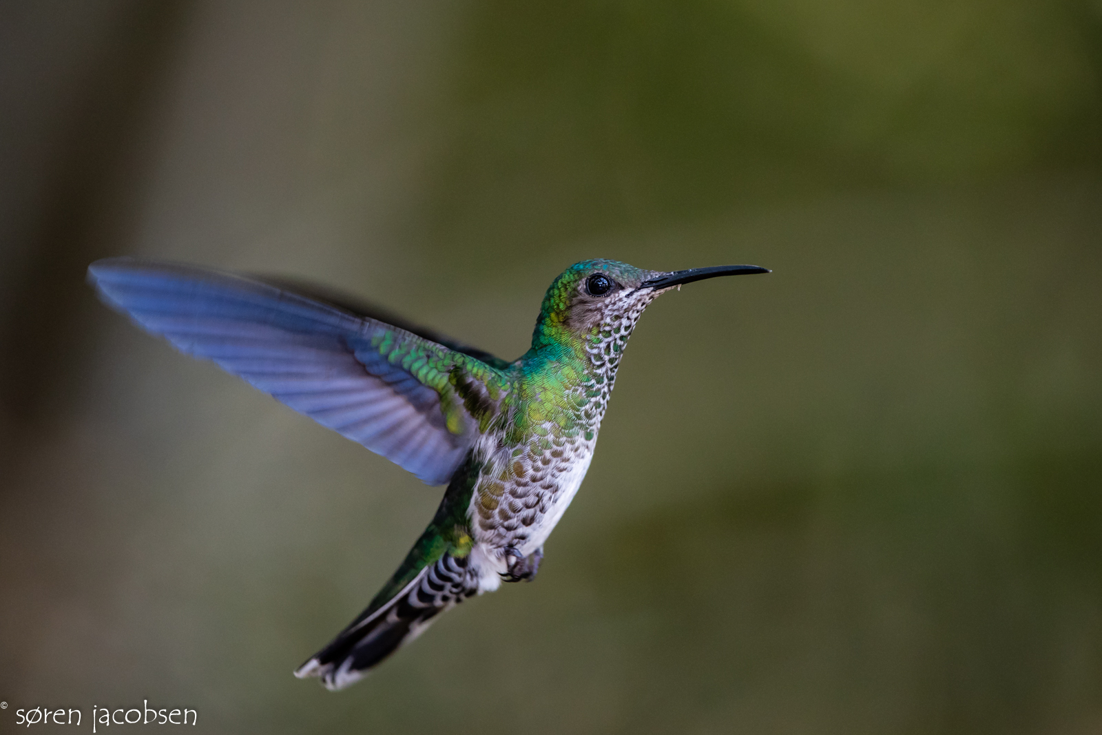 Many-Spotted Hummingbird, Taphrospilus Hypostictus!