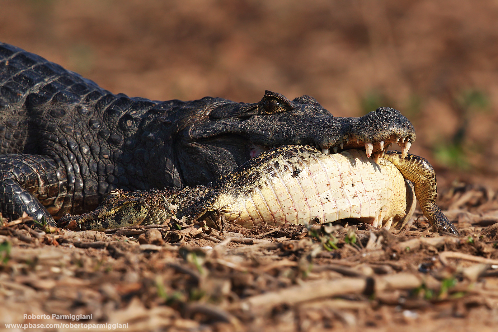 Cannibalism