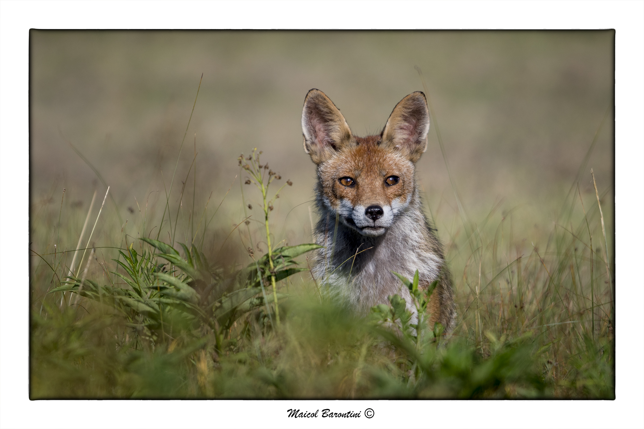 Fox