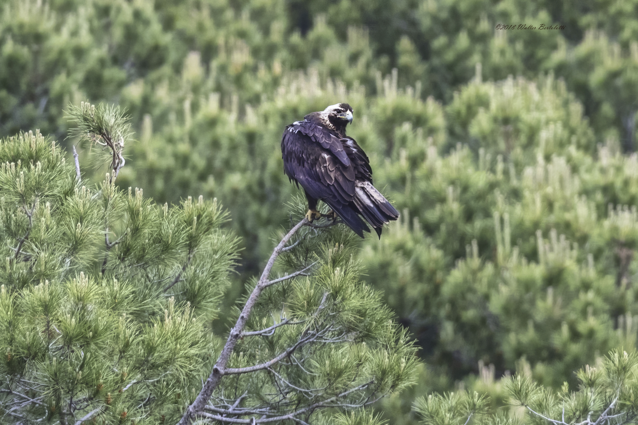 Imperial Iberian Eagle