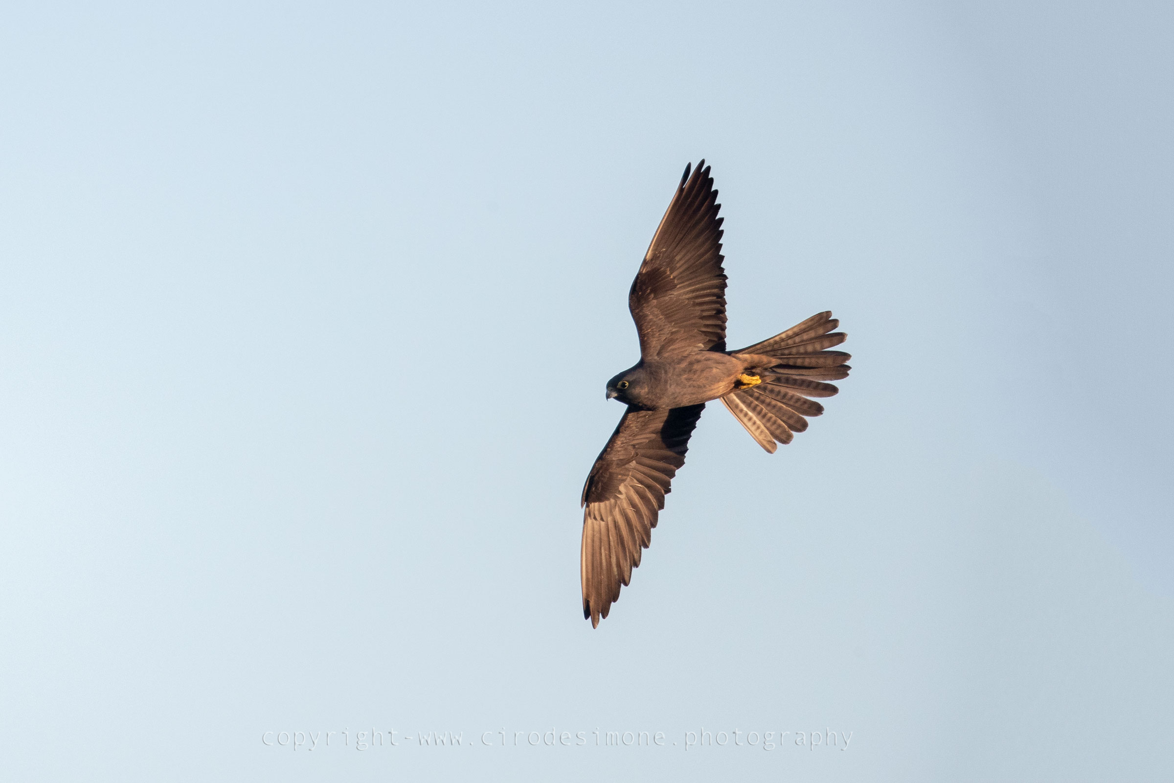 Falco della regina tipo scuro