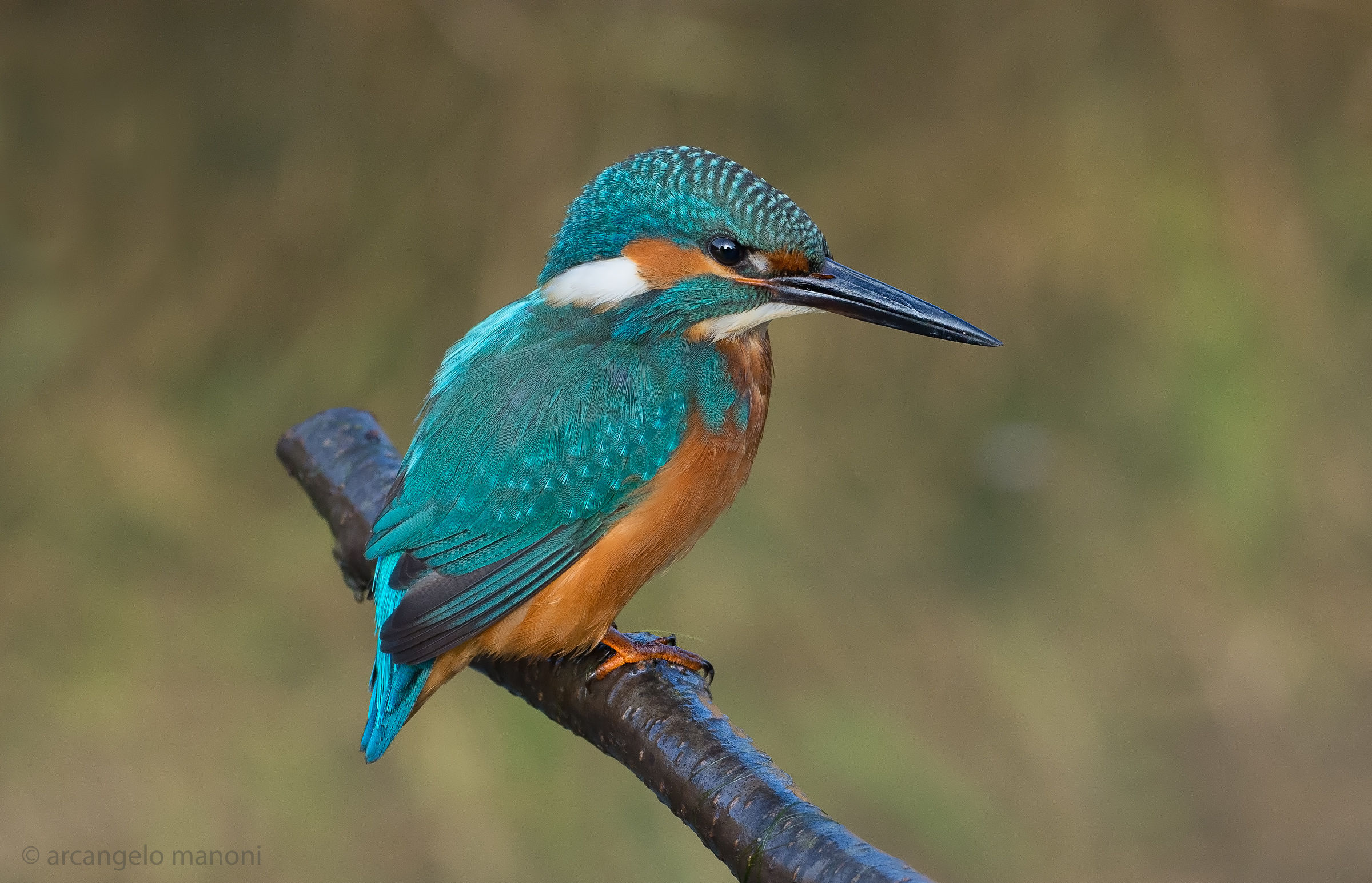A Kingfisher Boy