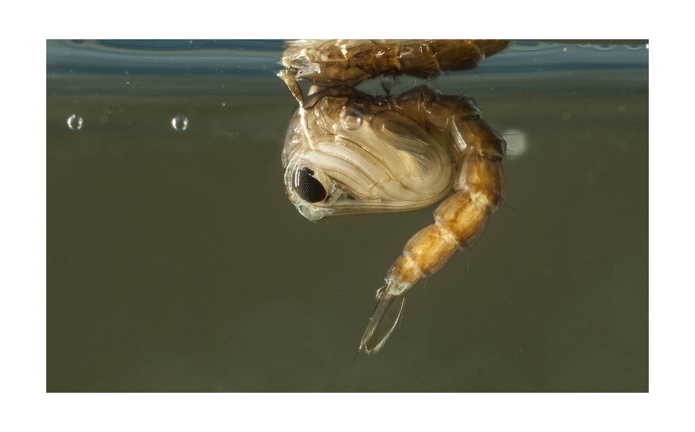 Beginning metamorphosis of a mosquito larva
