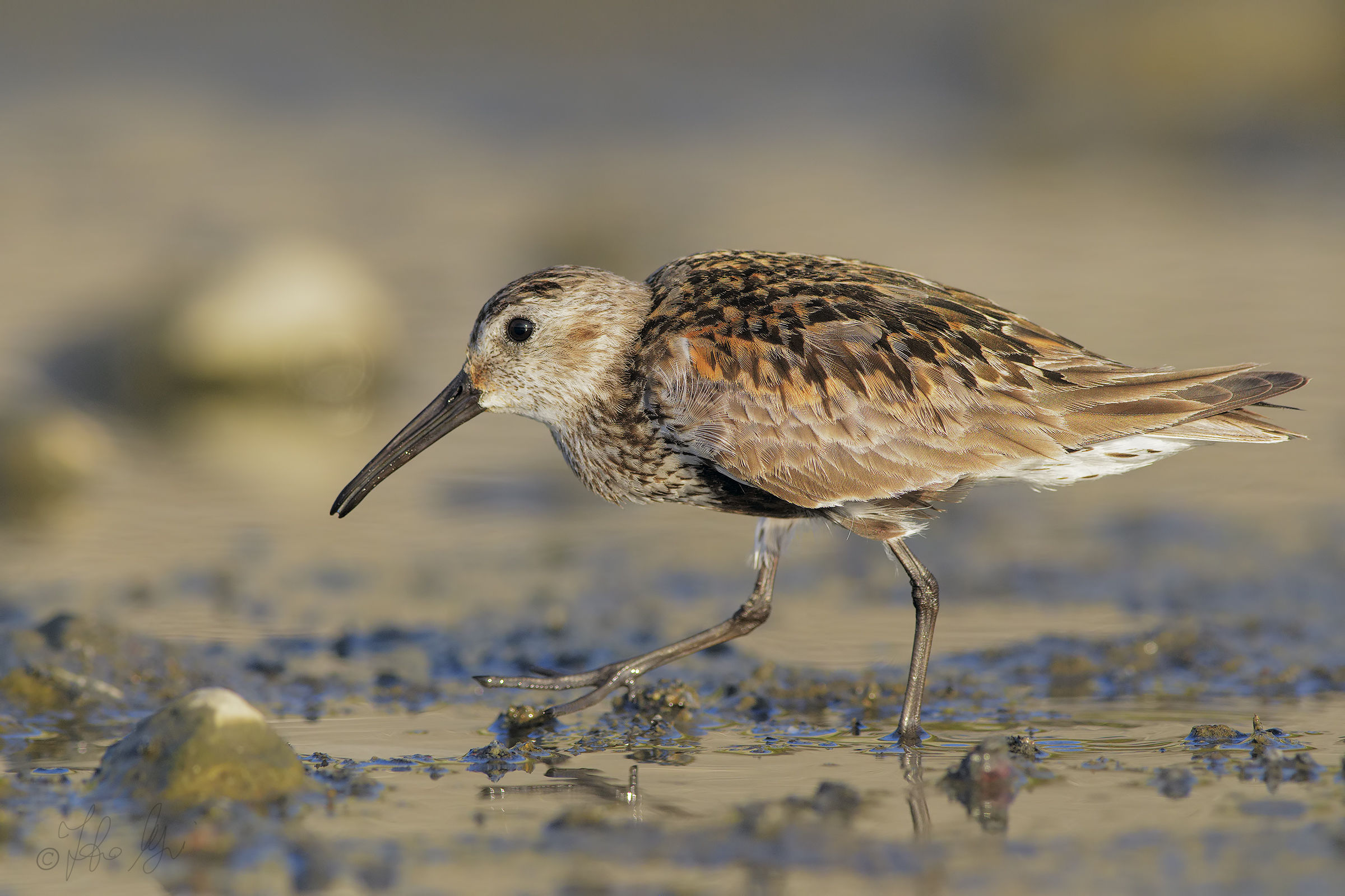 Piovanello pancianera